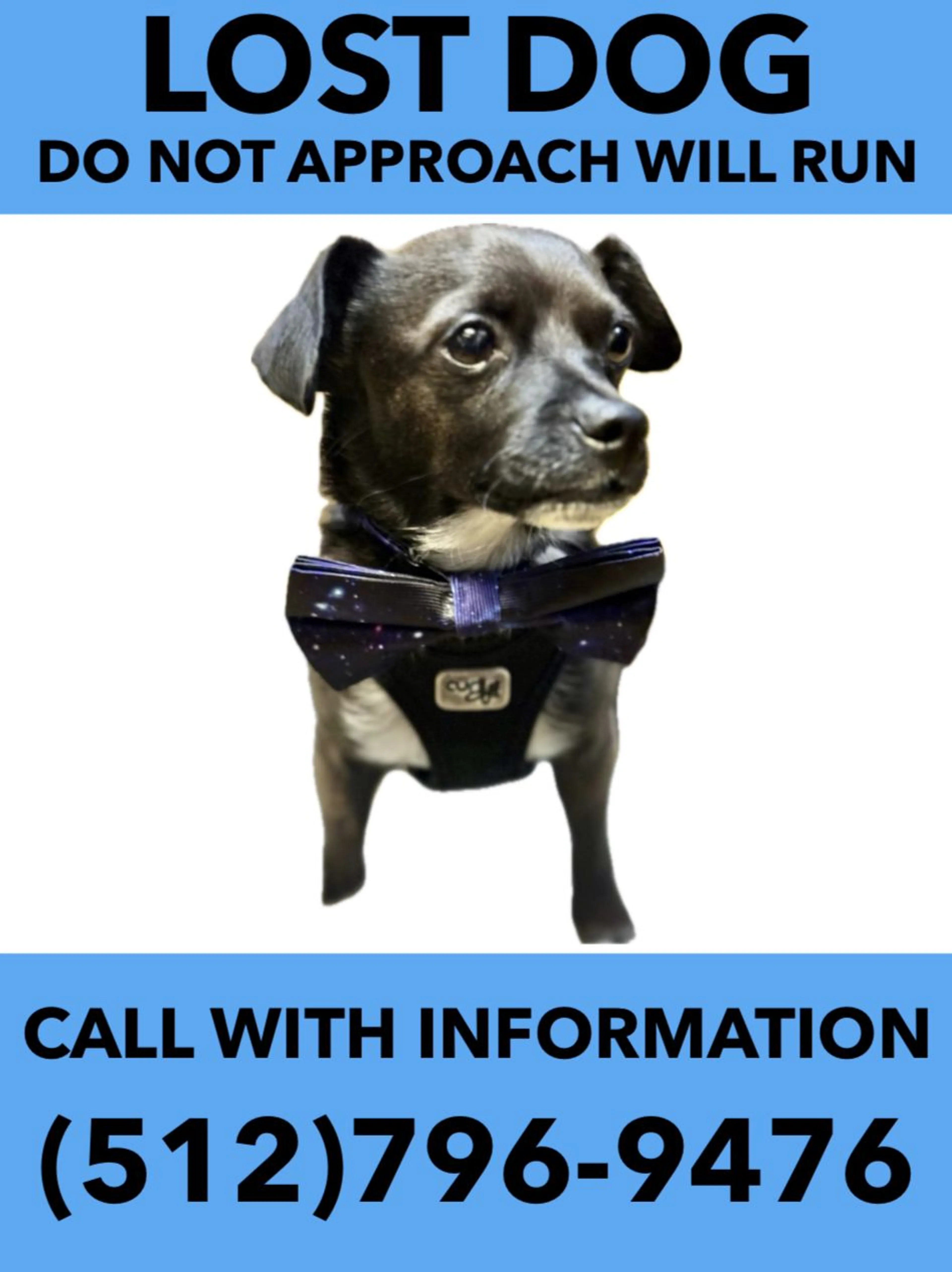 Lost pet