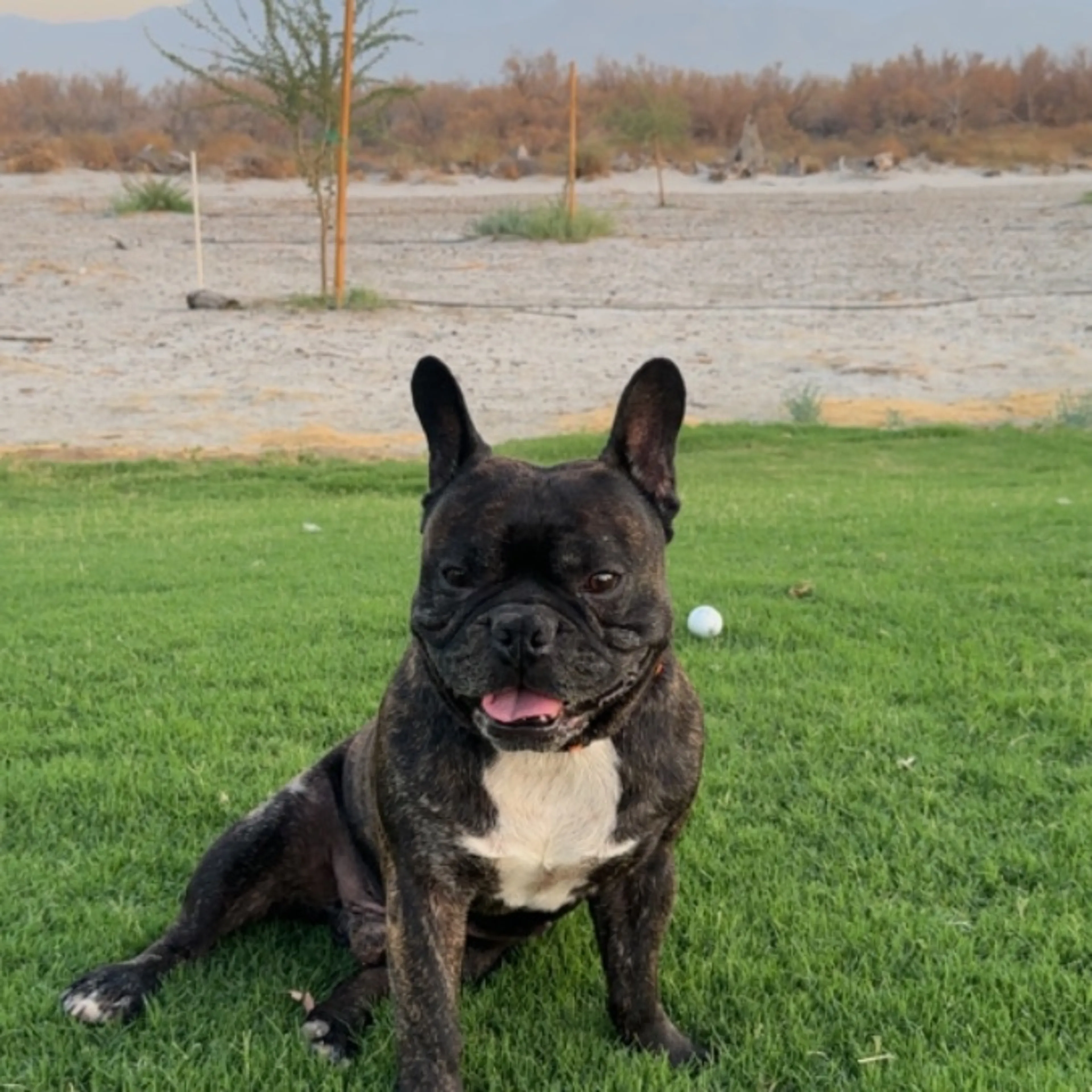 Lost pet-0