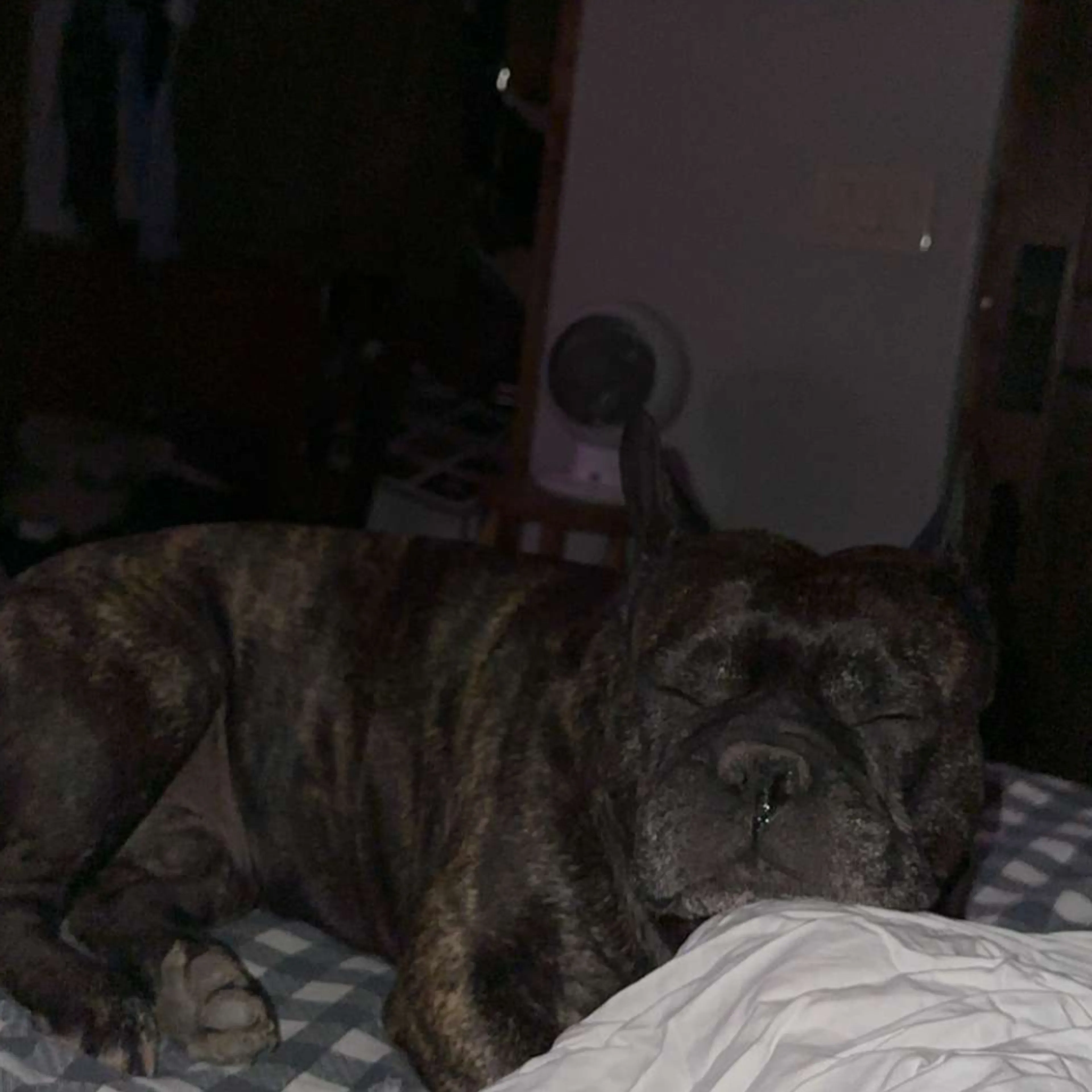 Lost pet-2