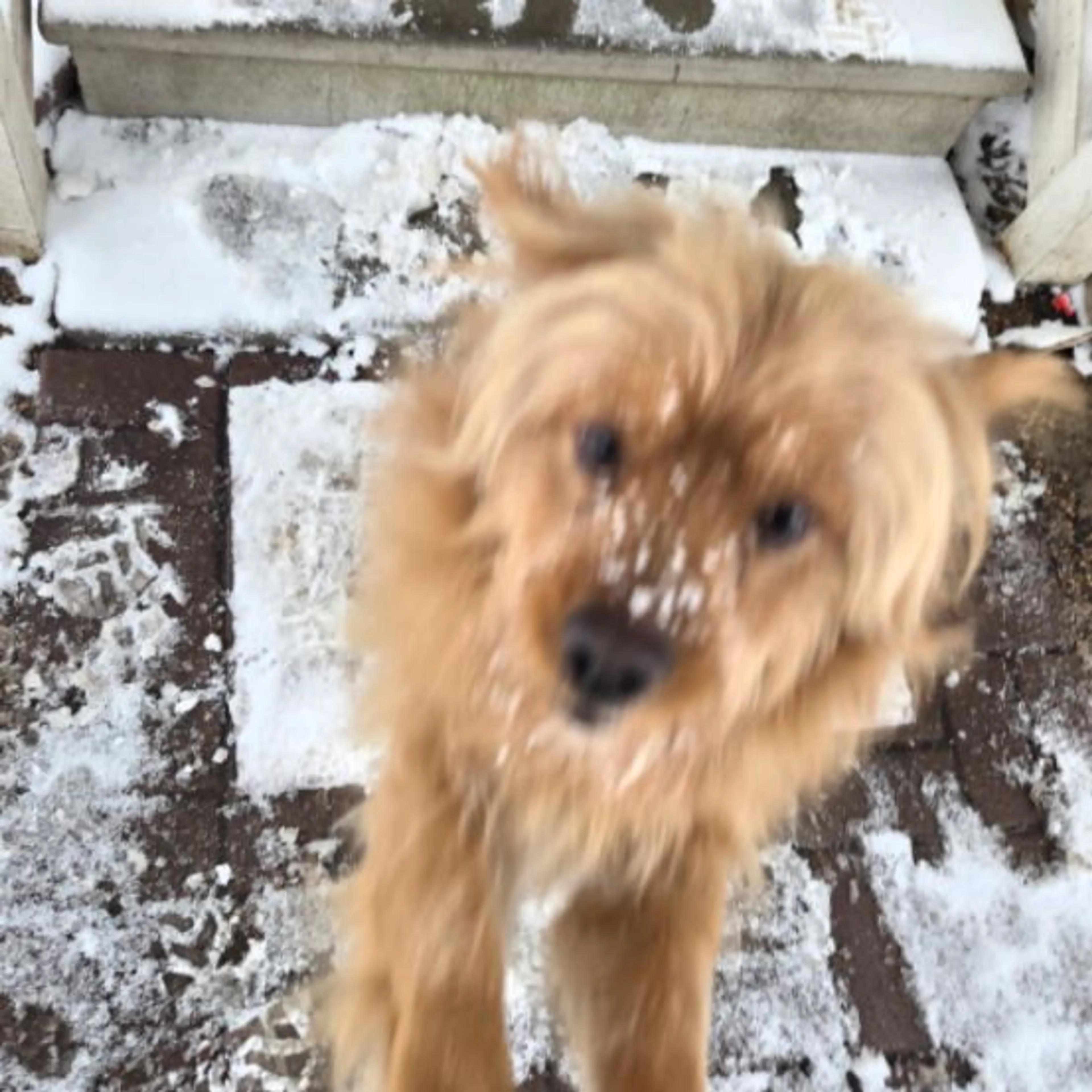 Lost pet
