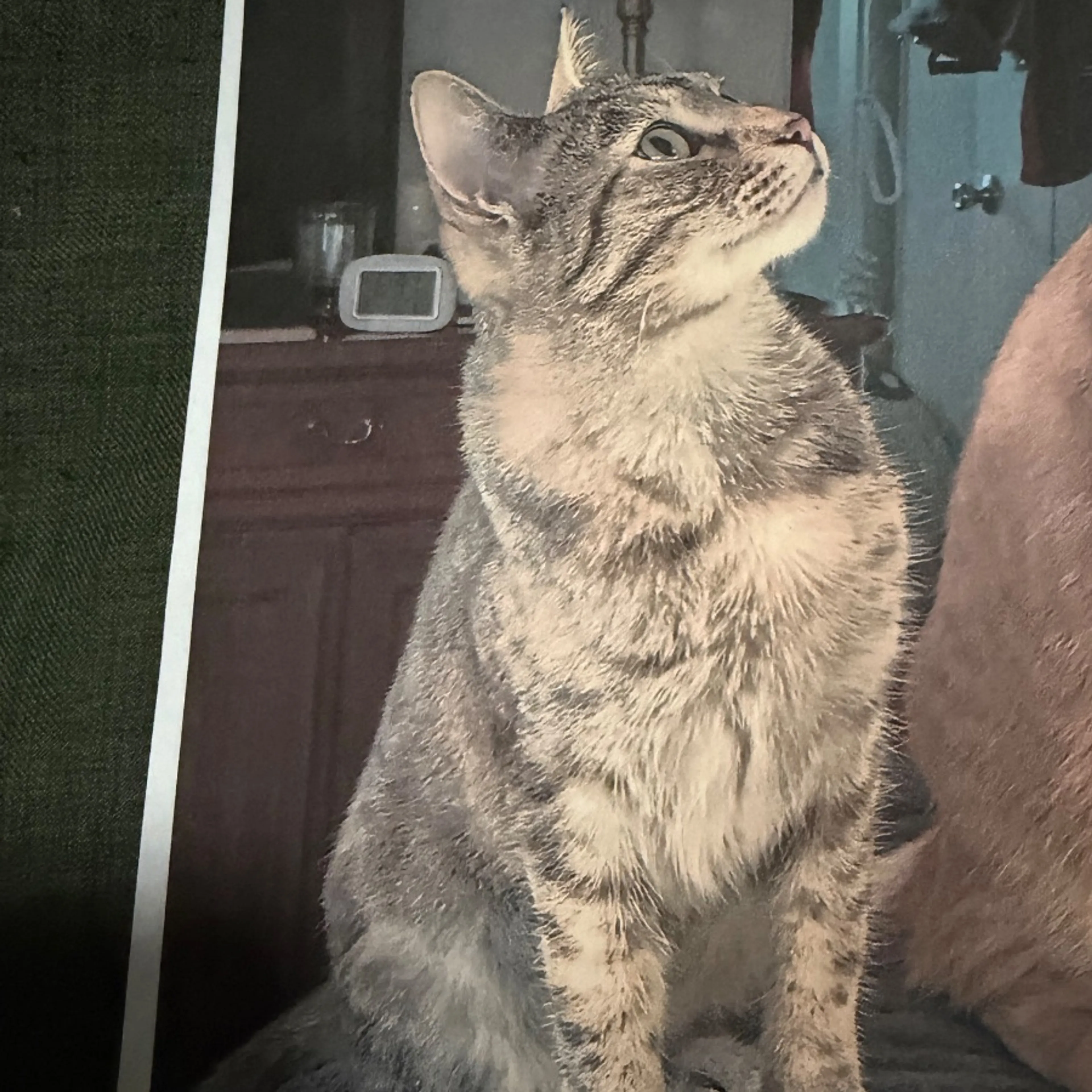 Lost pet