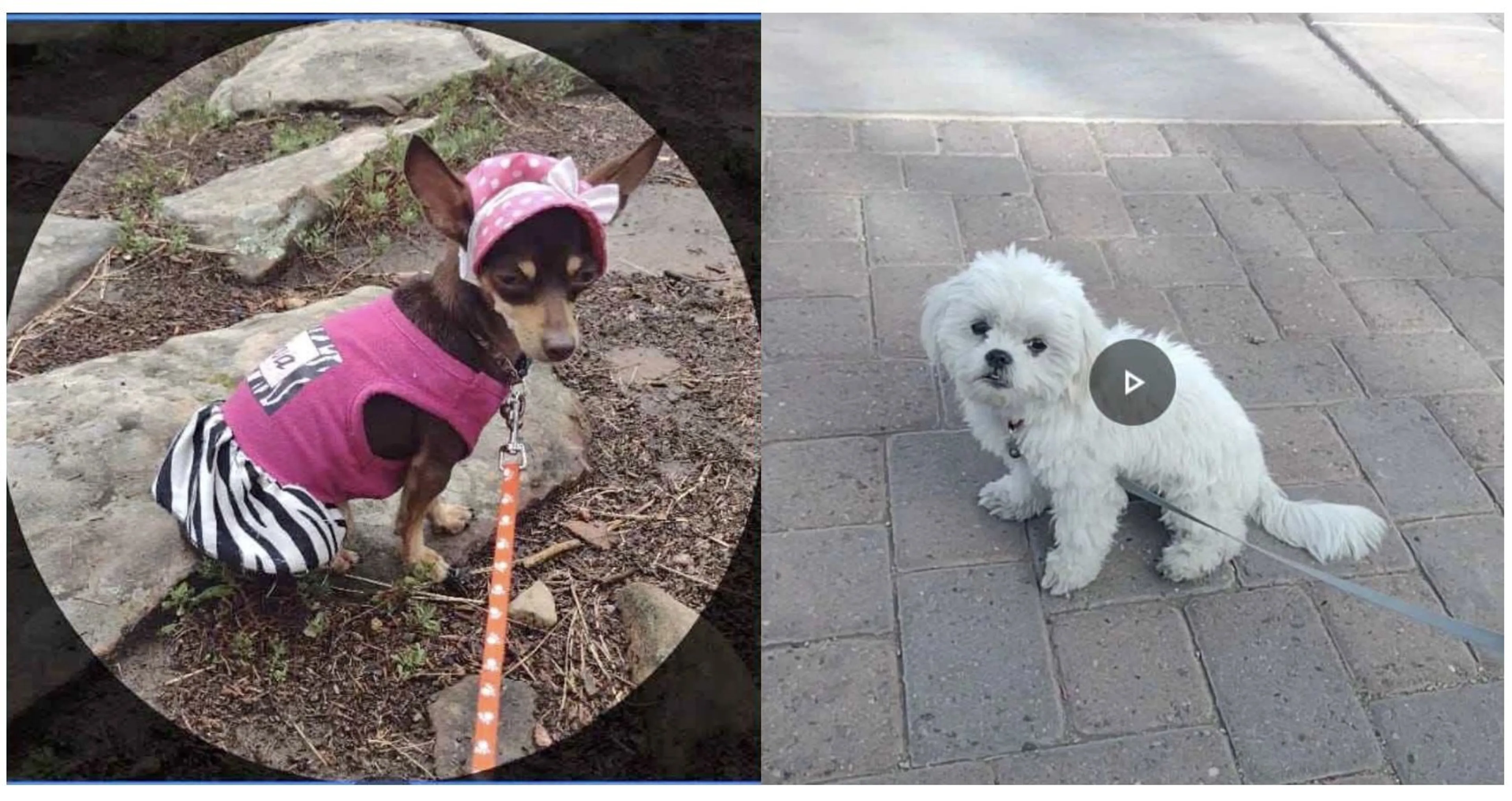 Lost pet