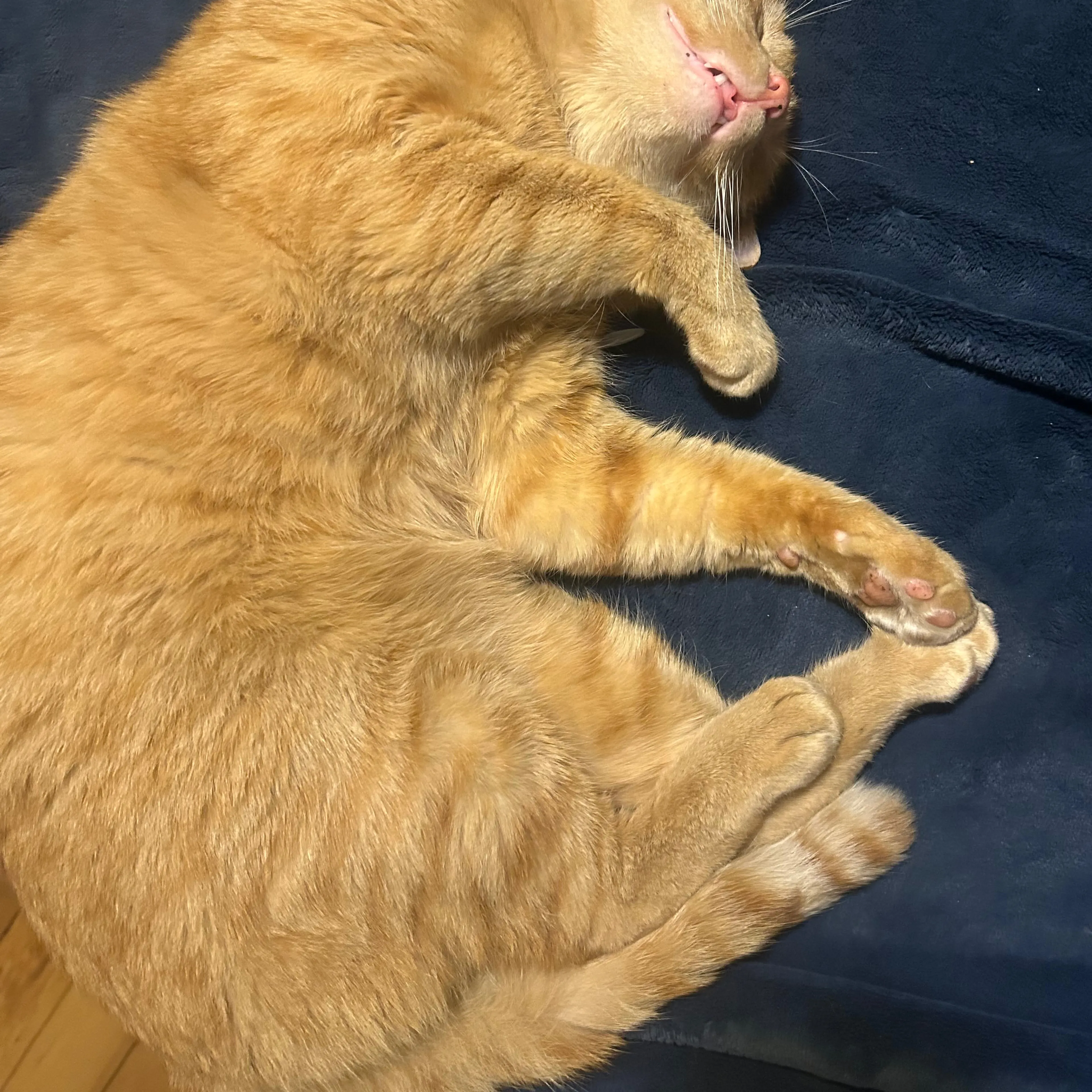 Lost pet-3