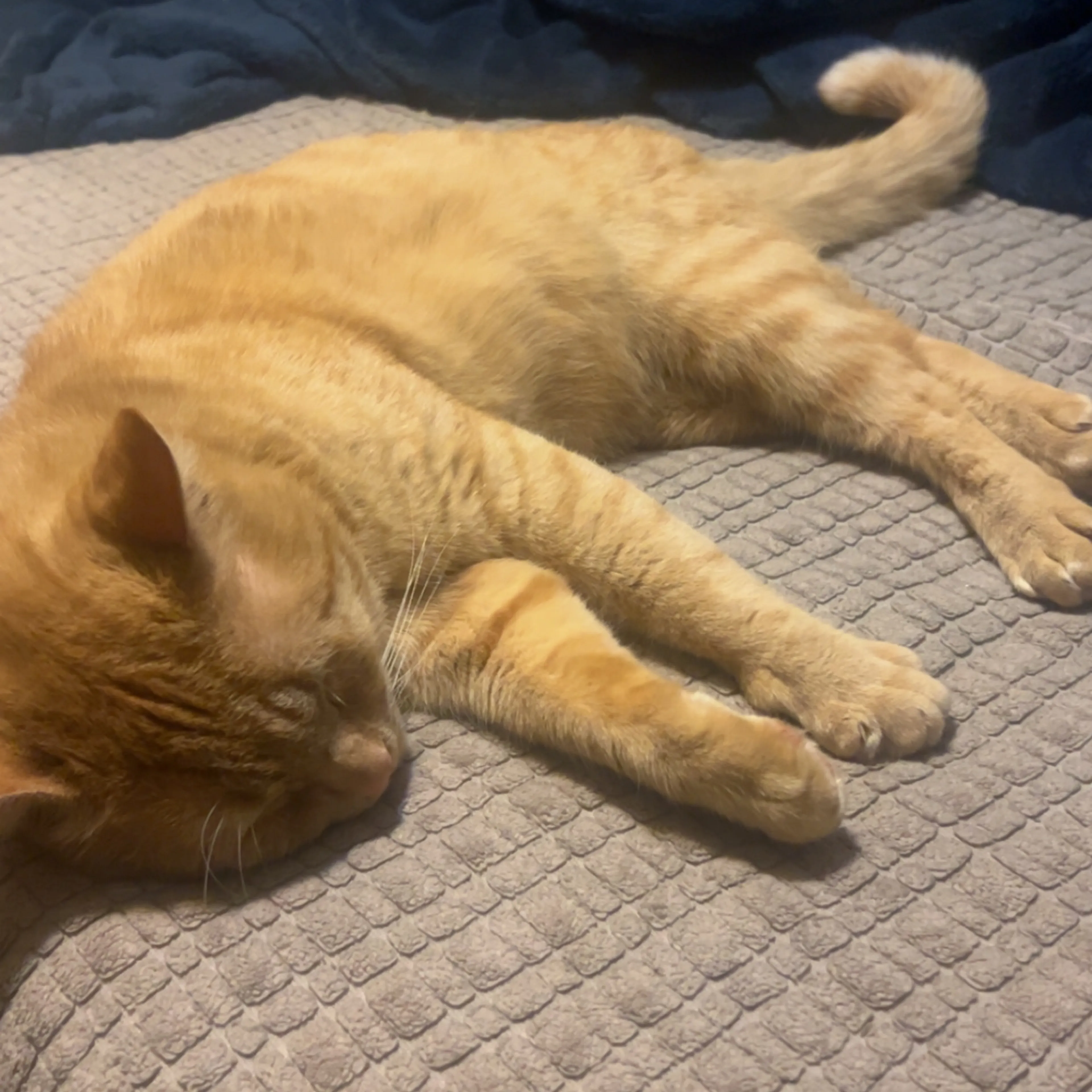 Lost pet-1