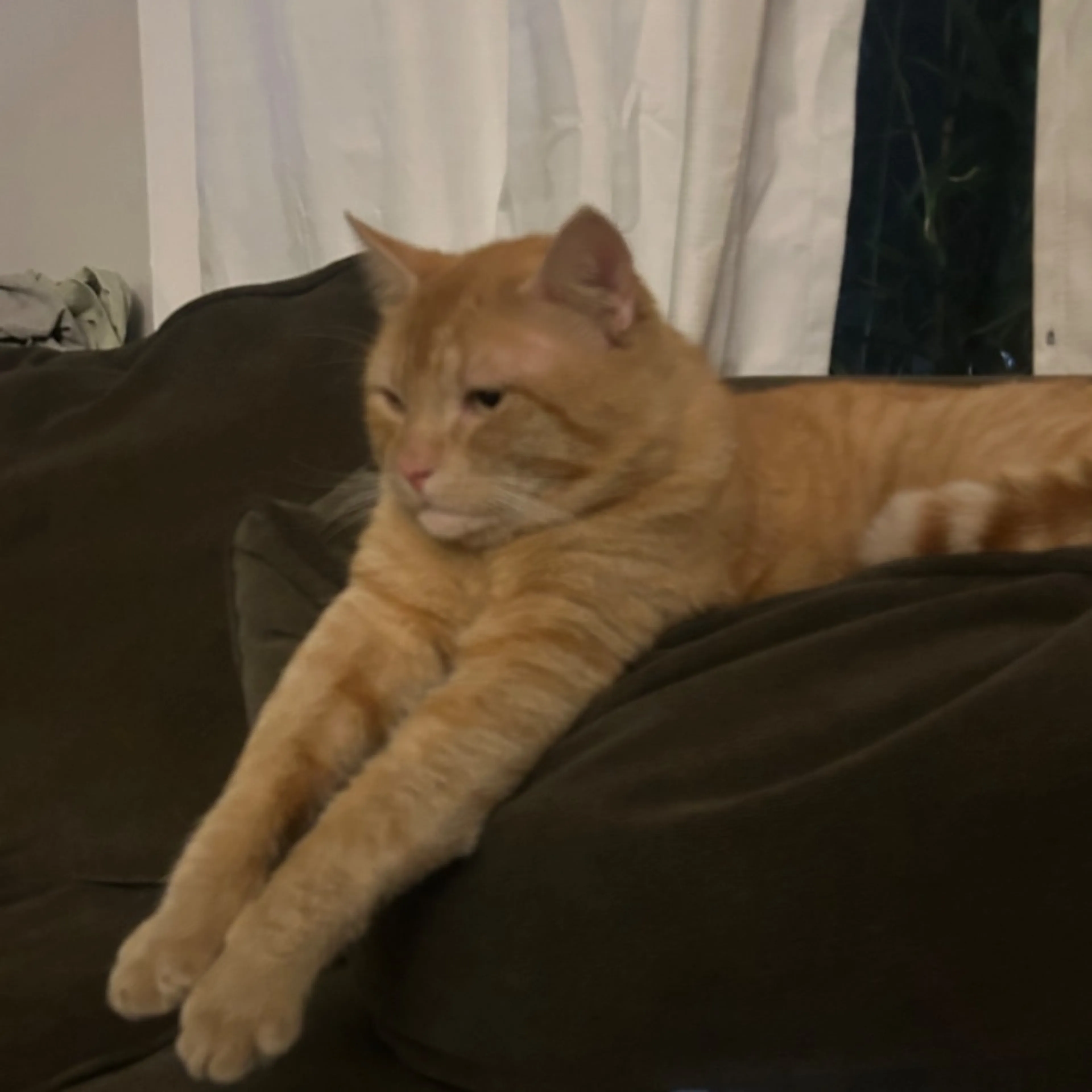 Lost pet-0