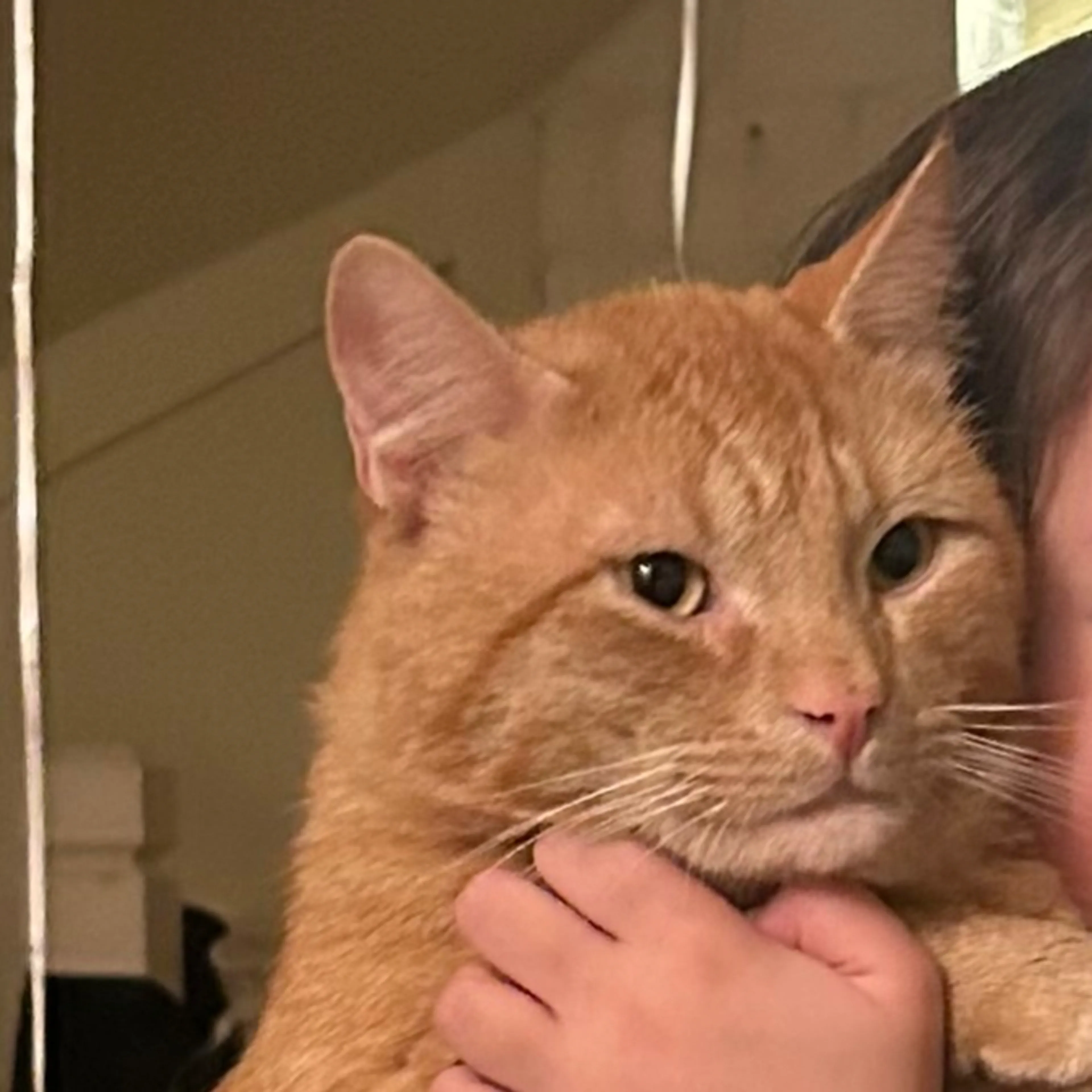 Lost pet-2
