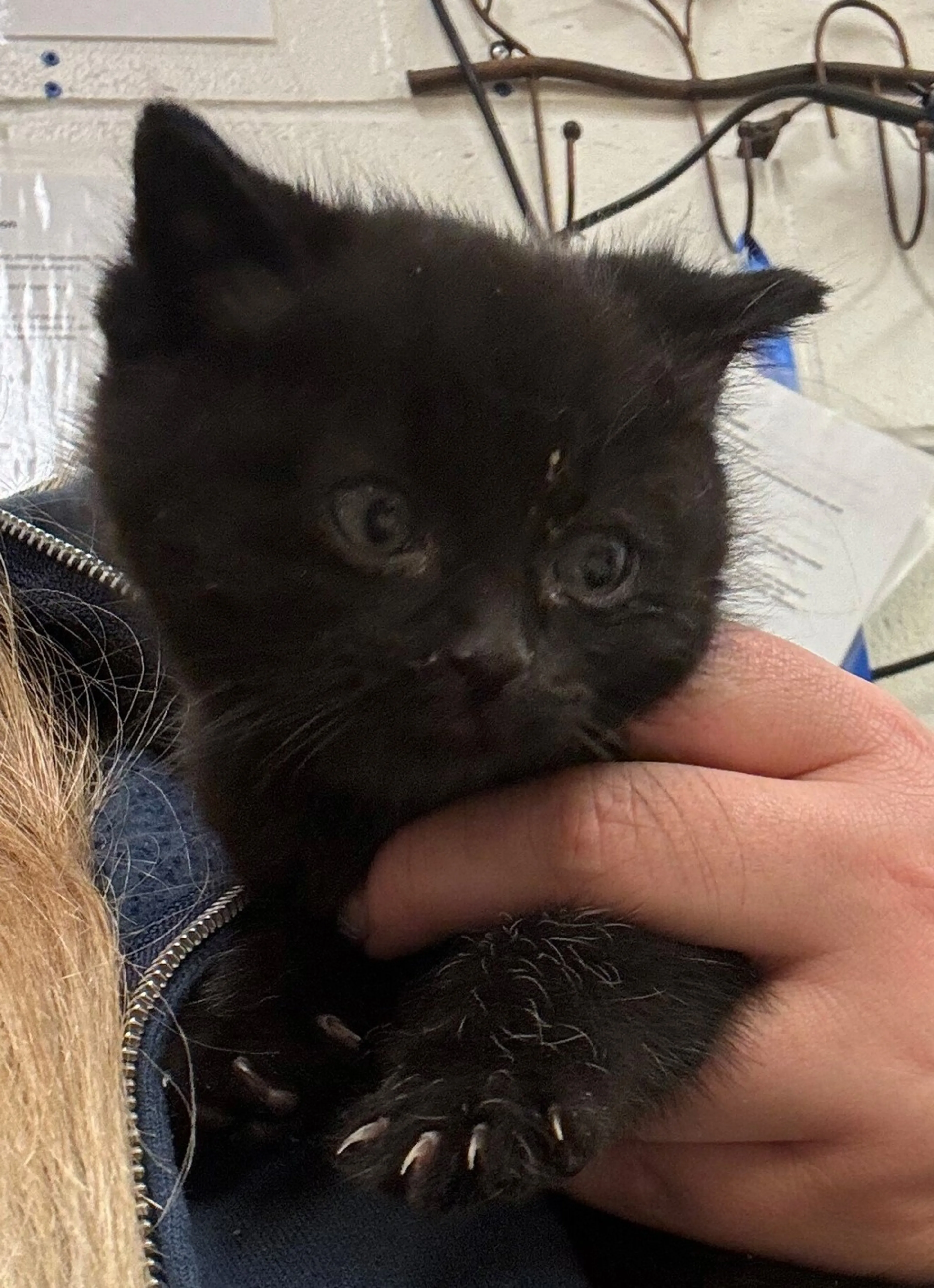 Found pet