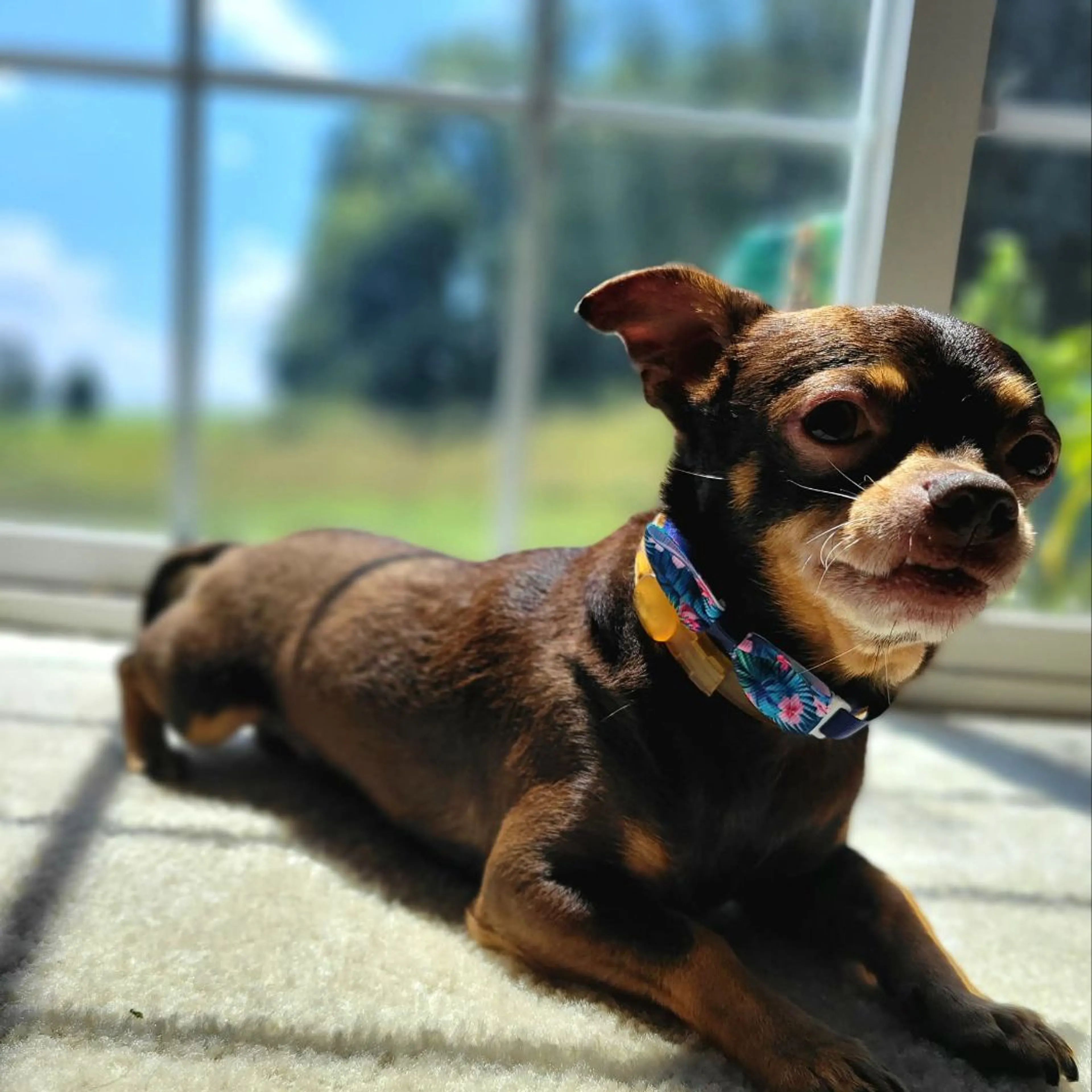 Lost pet