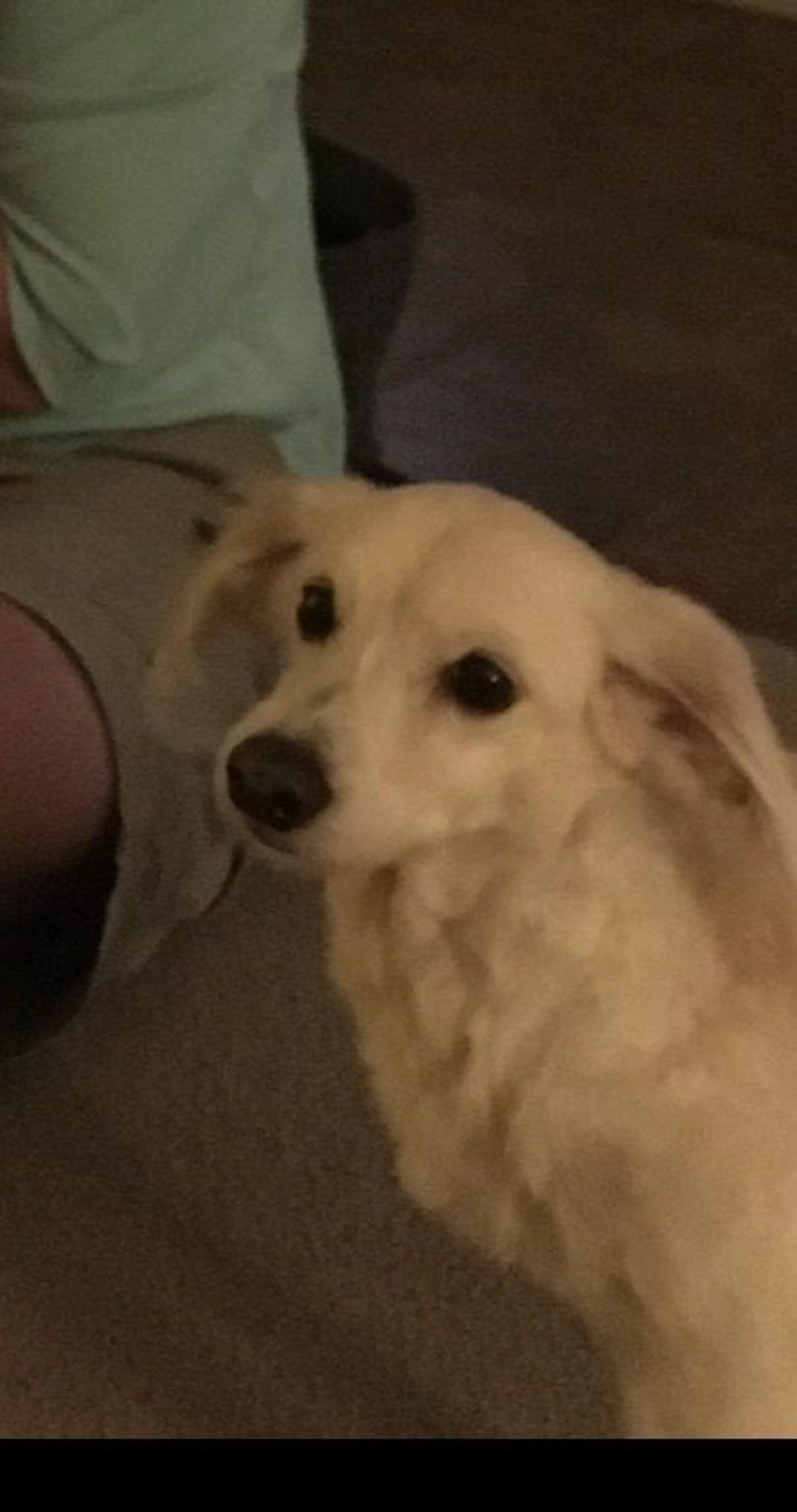 Lost pet-1