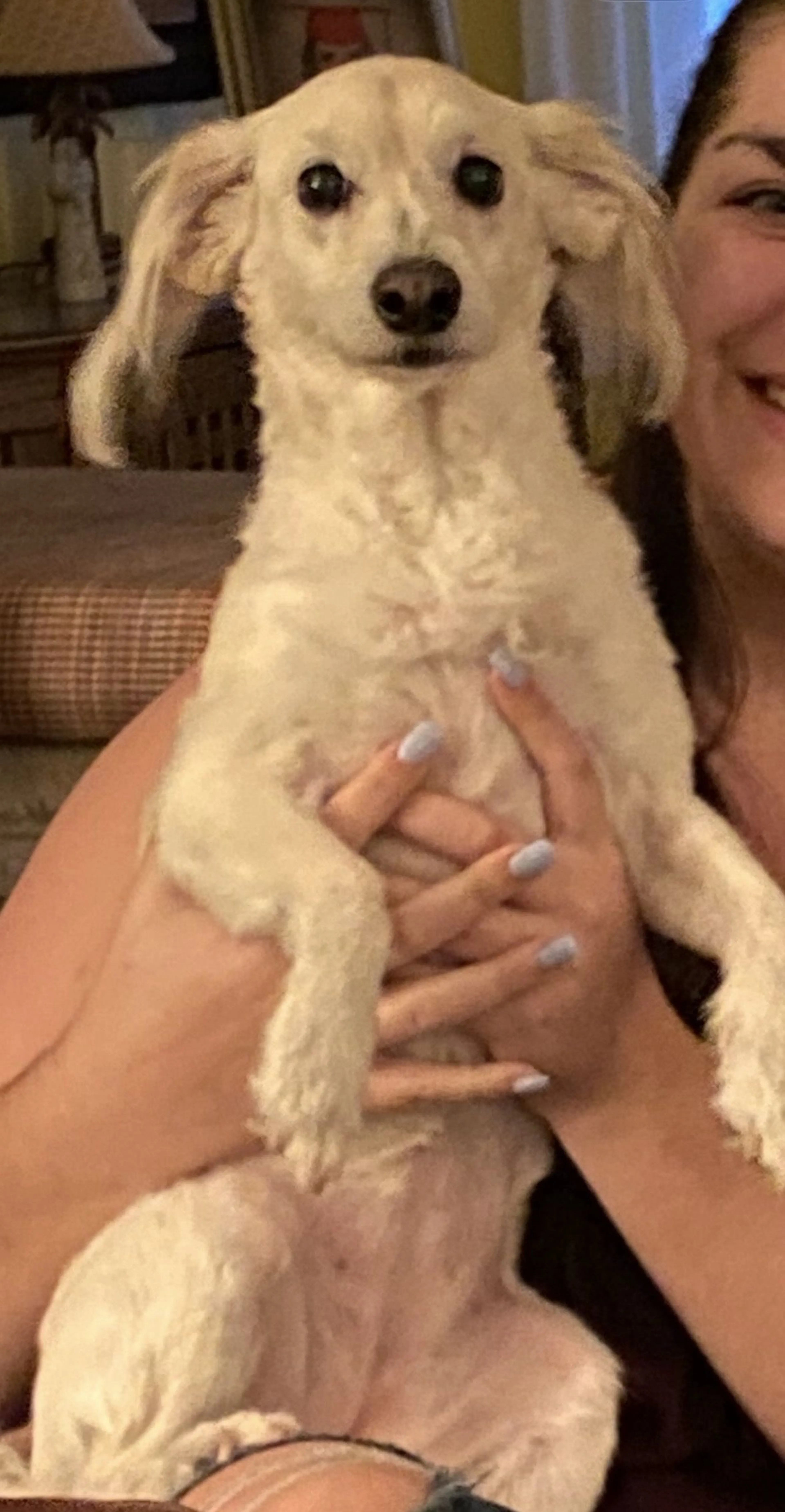 Lost pet-0