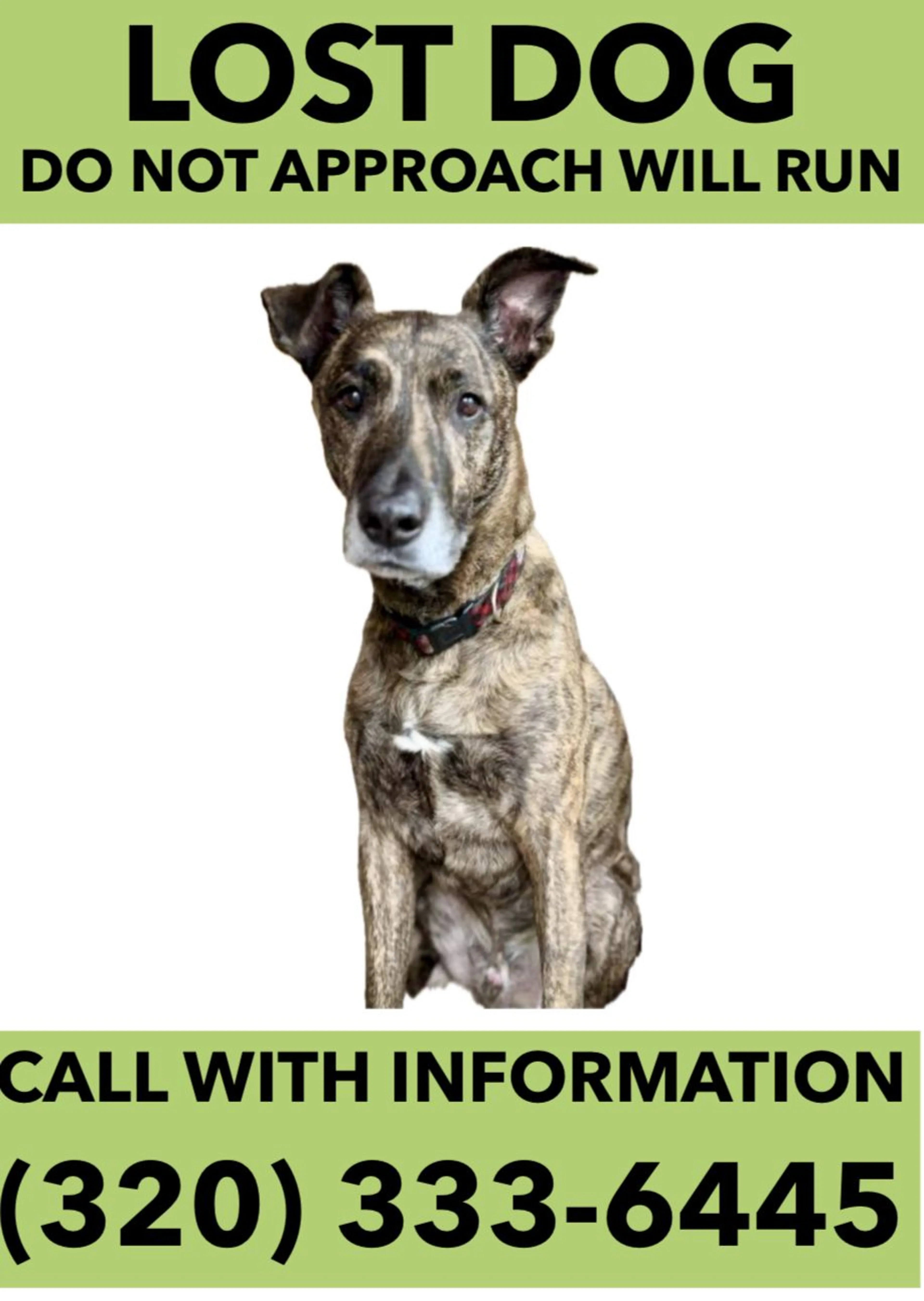 Lost pet
