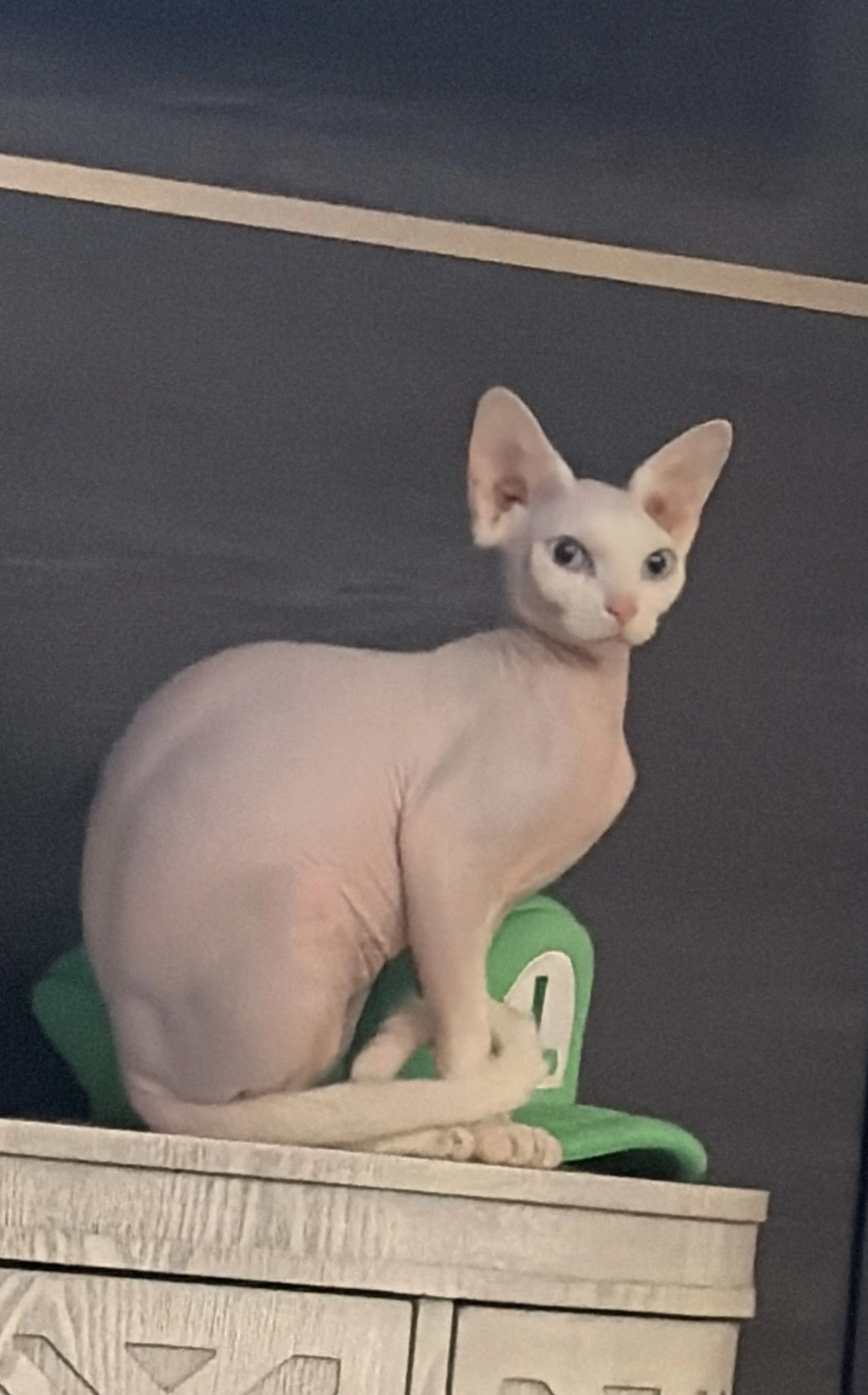 Lost pet