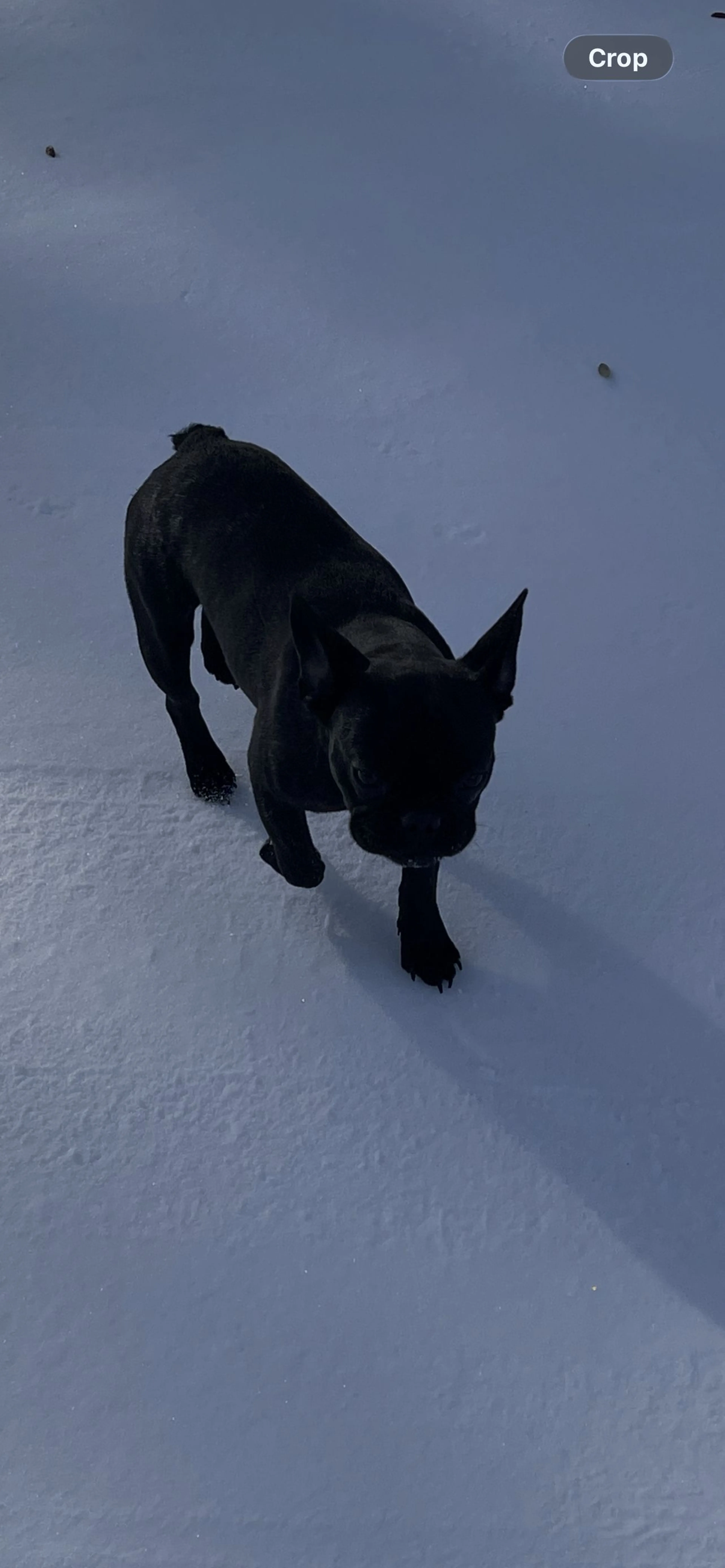 Lost pet-1