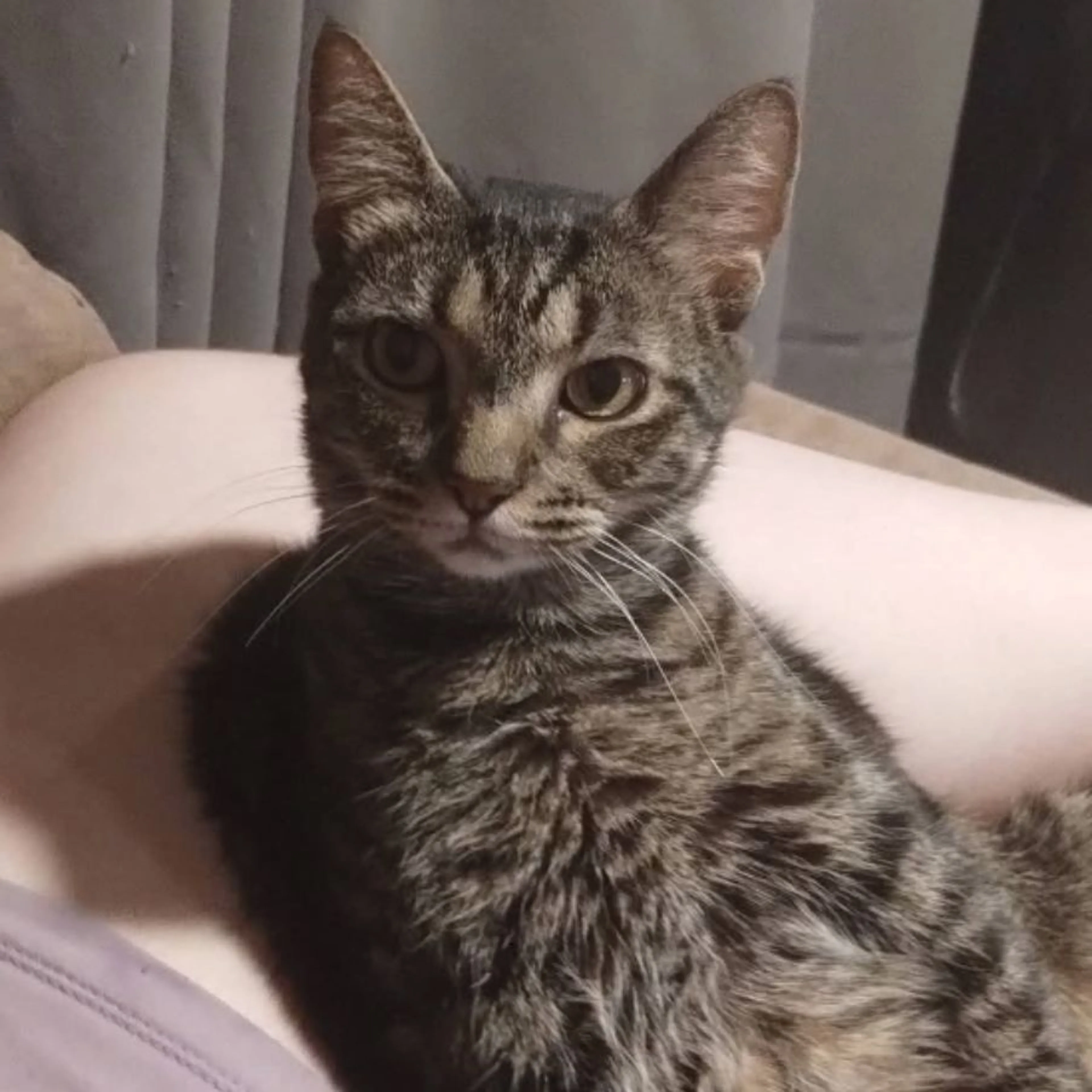 Lost pet-0