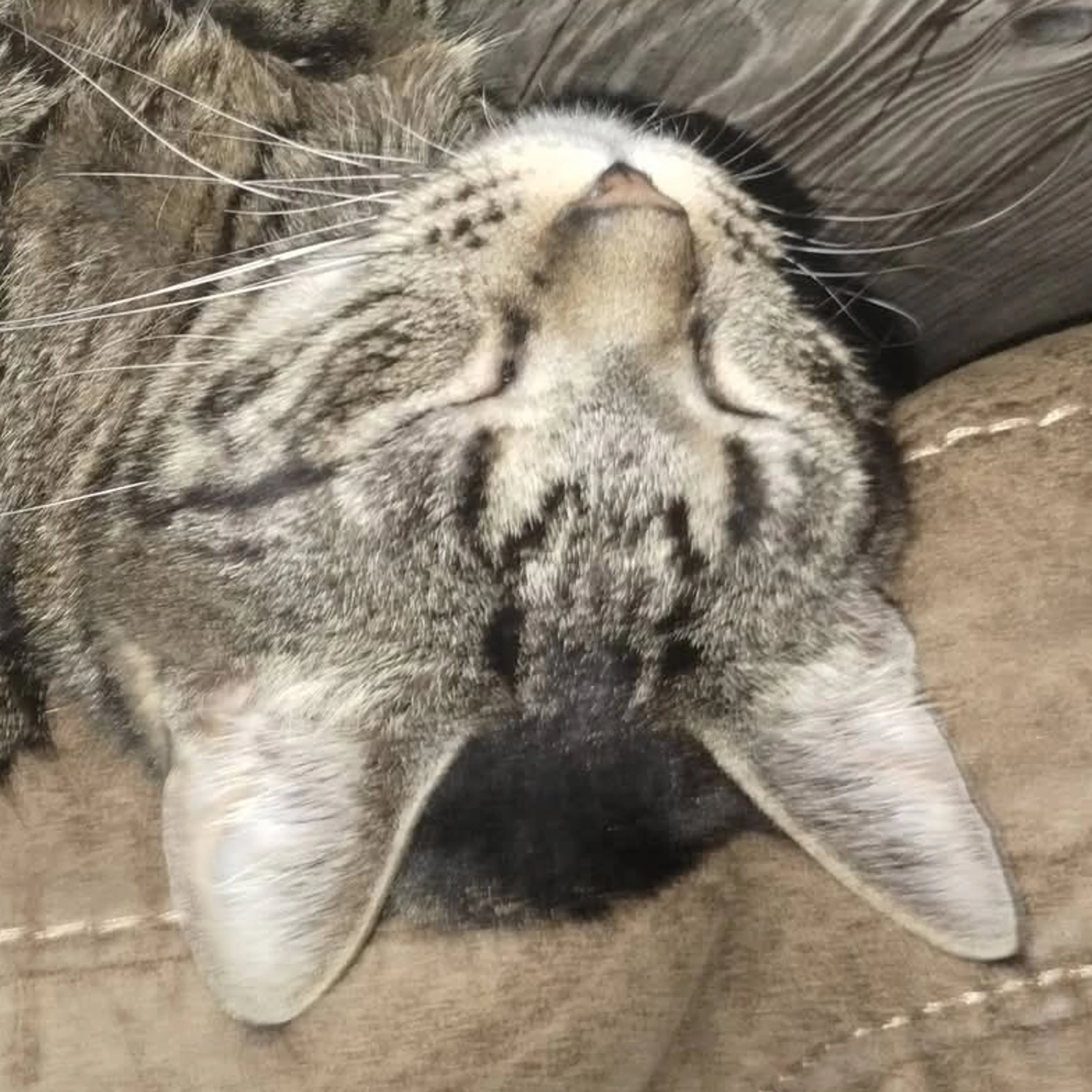 Lost pet-1