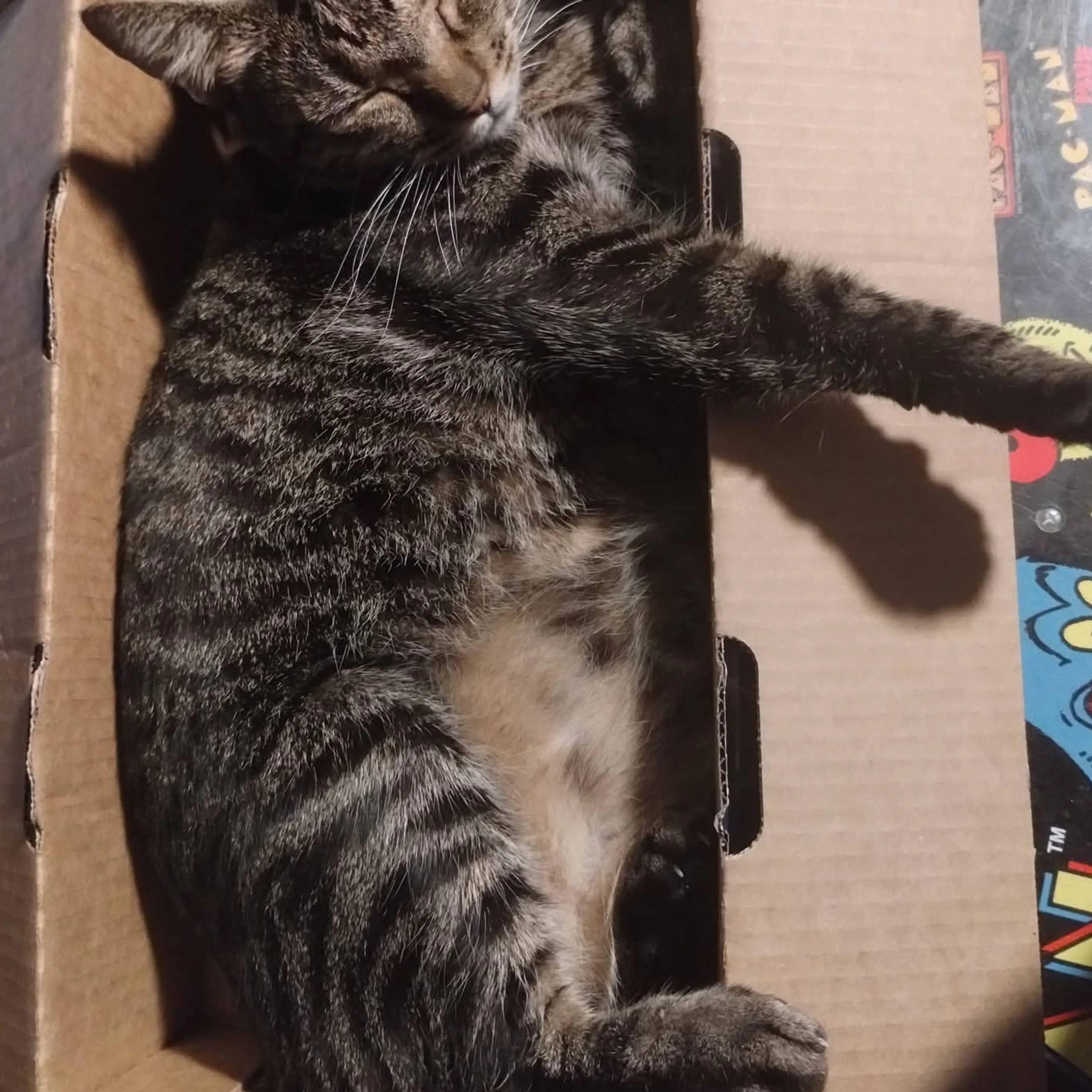 Lost pet-3