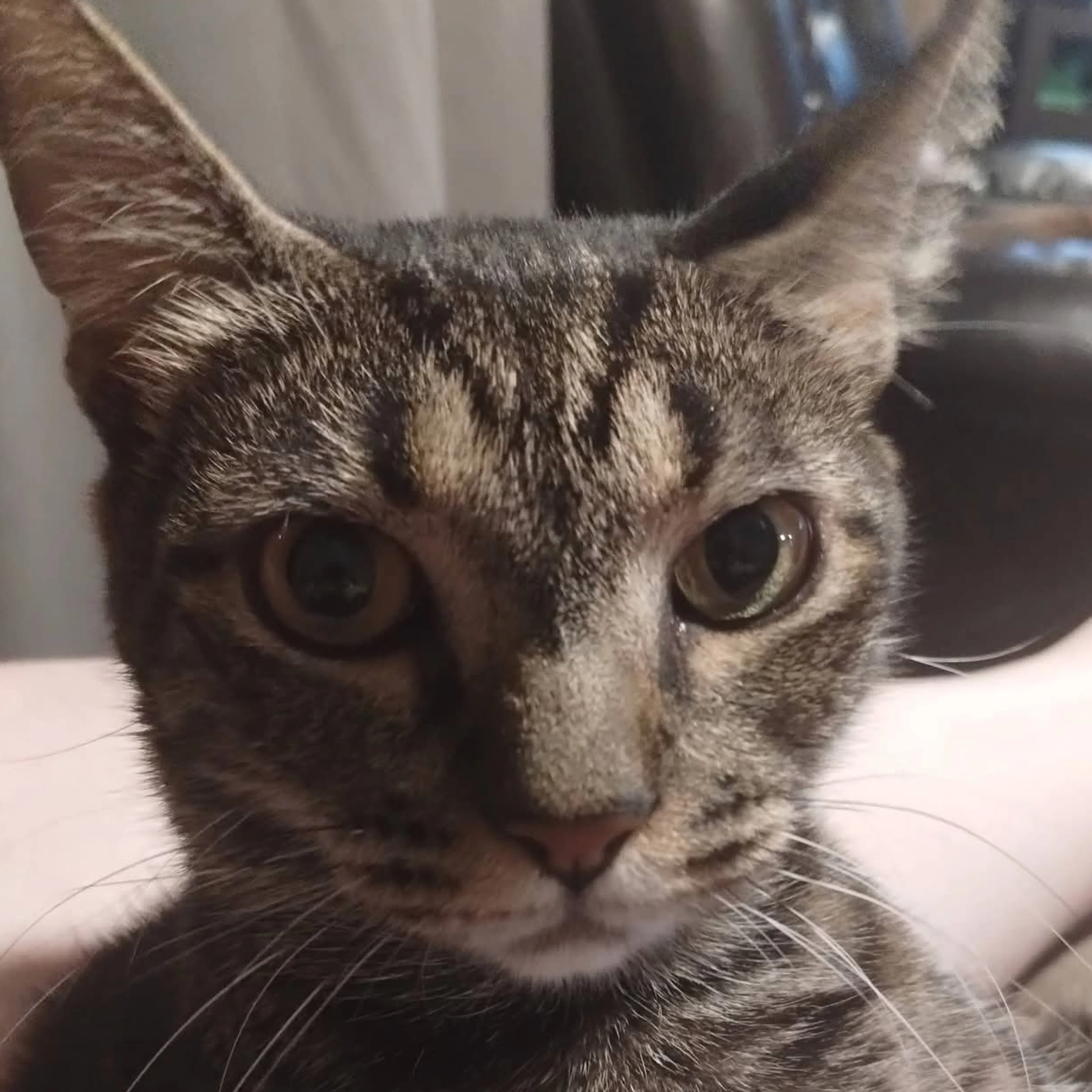 Lost pet-2
