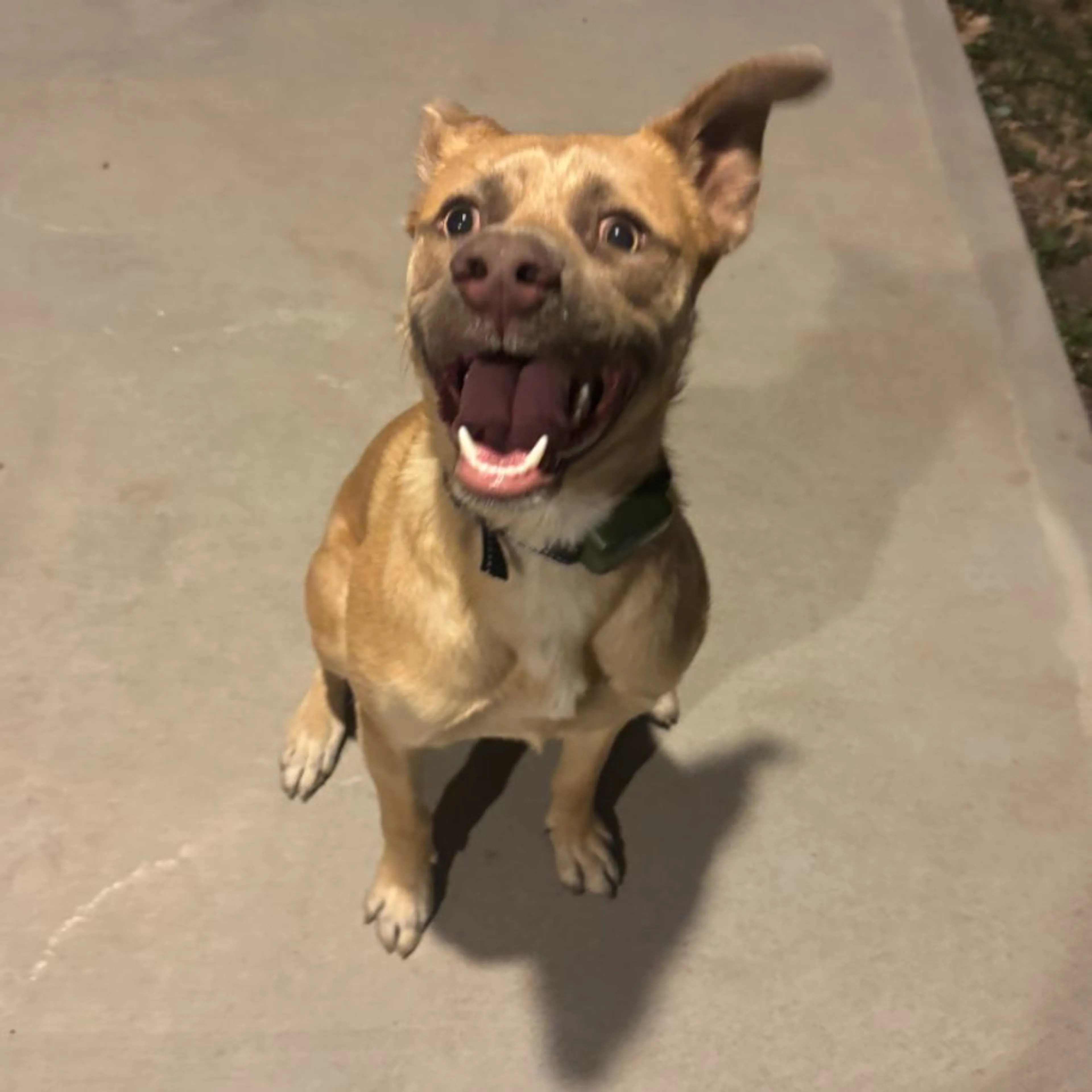 Found pet