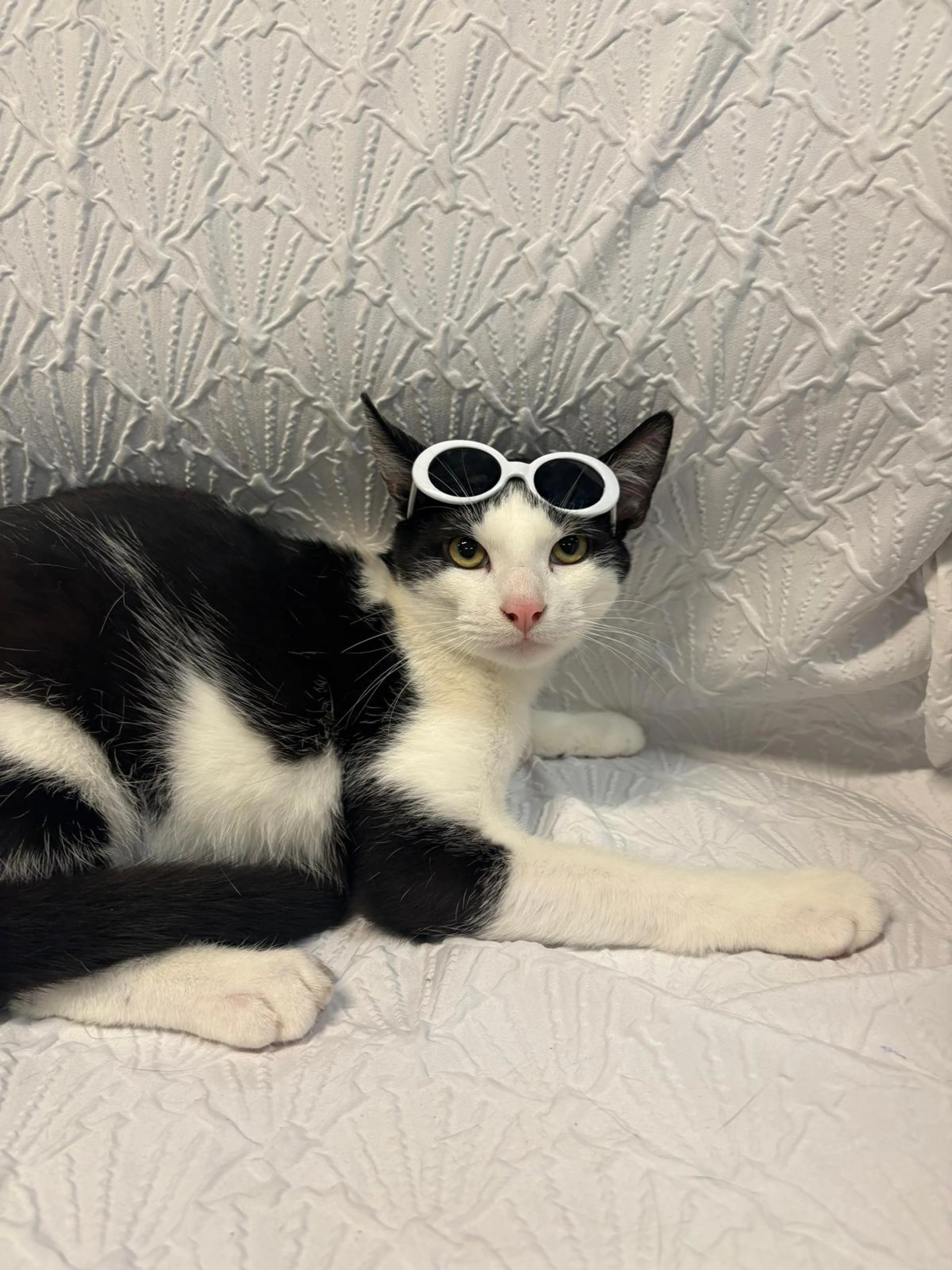 Found pet-2