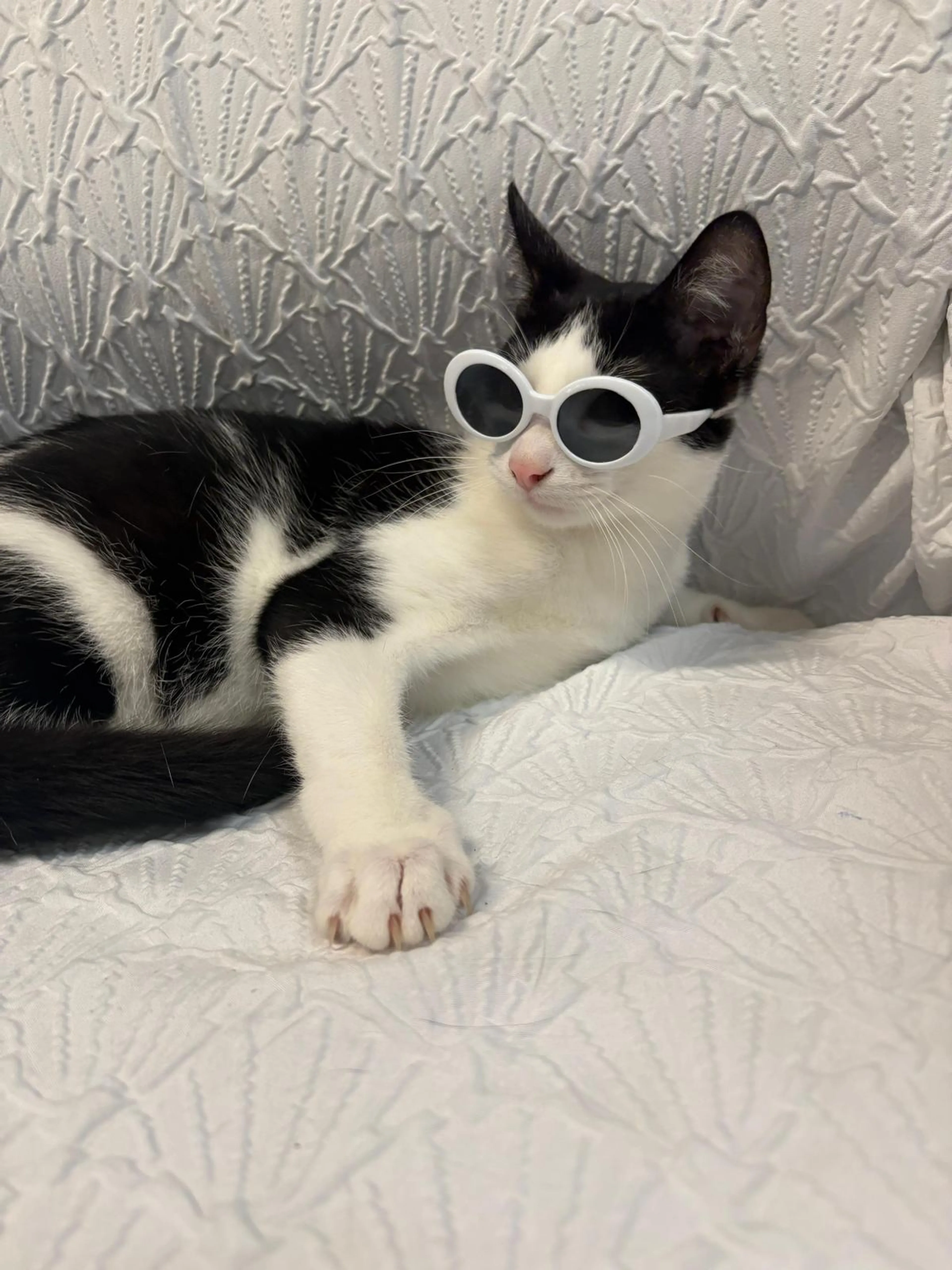 Found pet-1