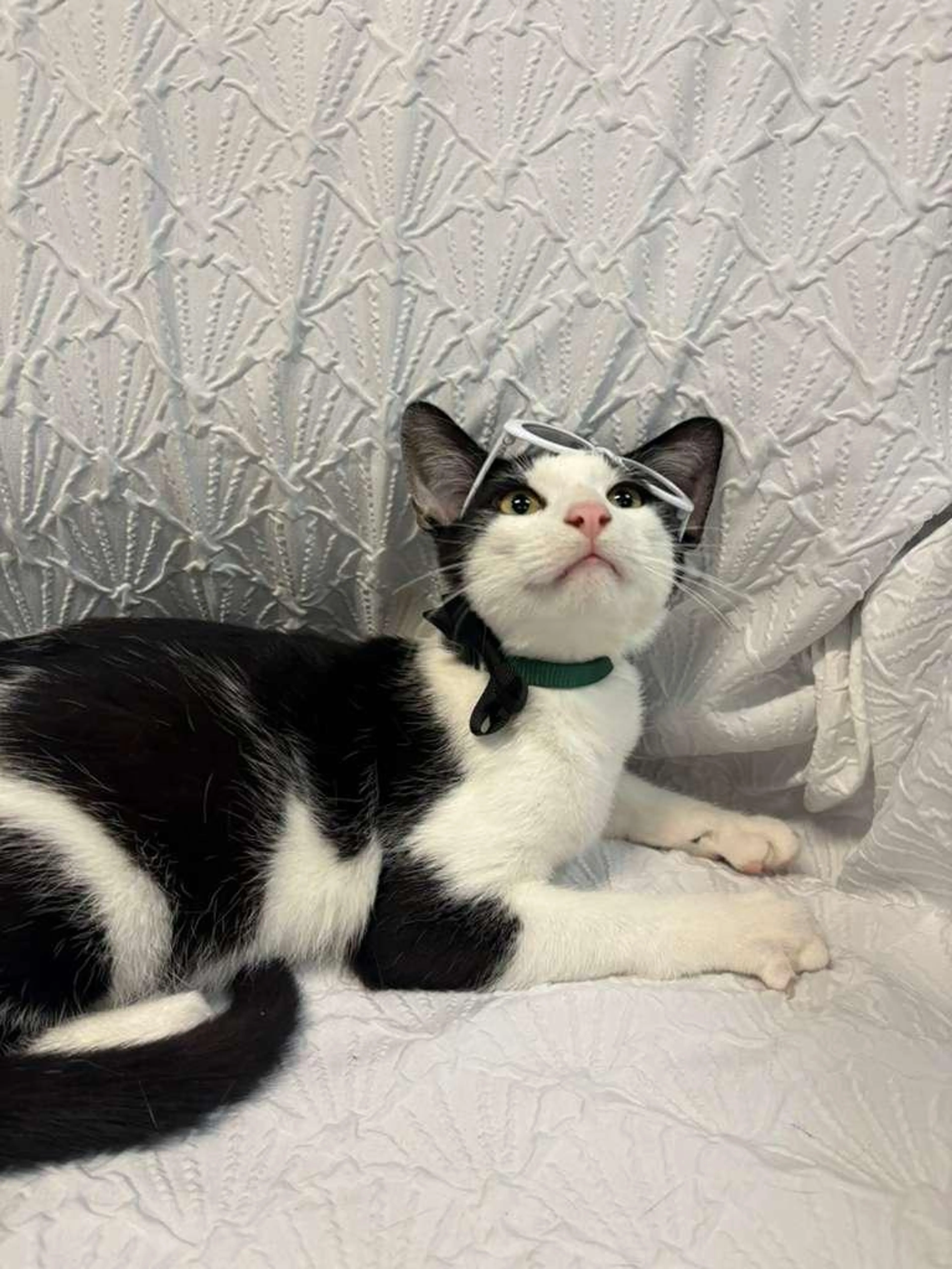 Found pet-0