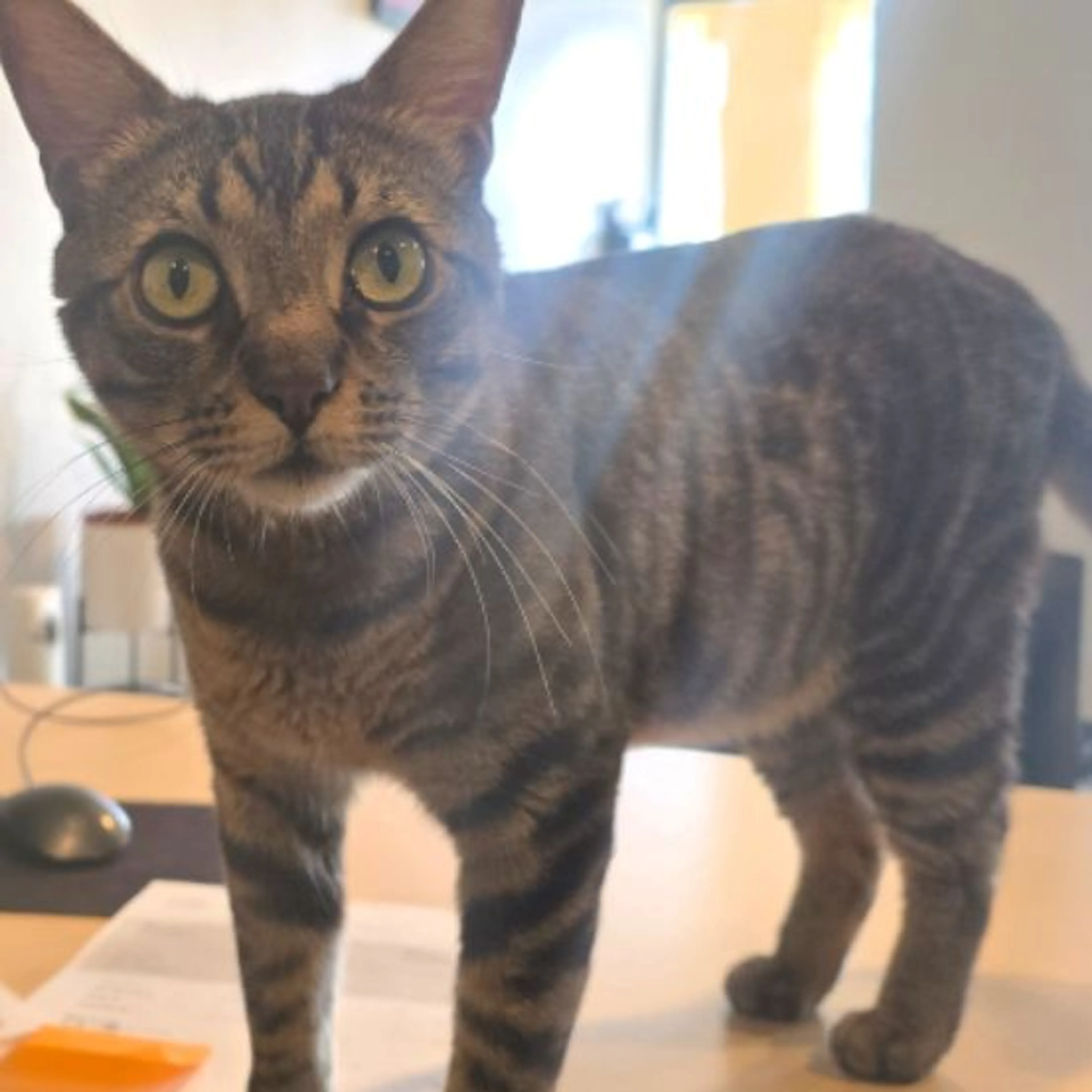 Lost pet