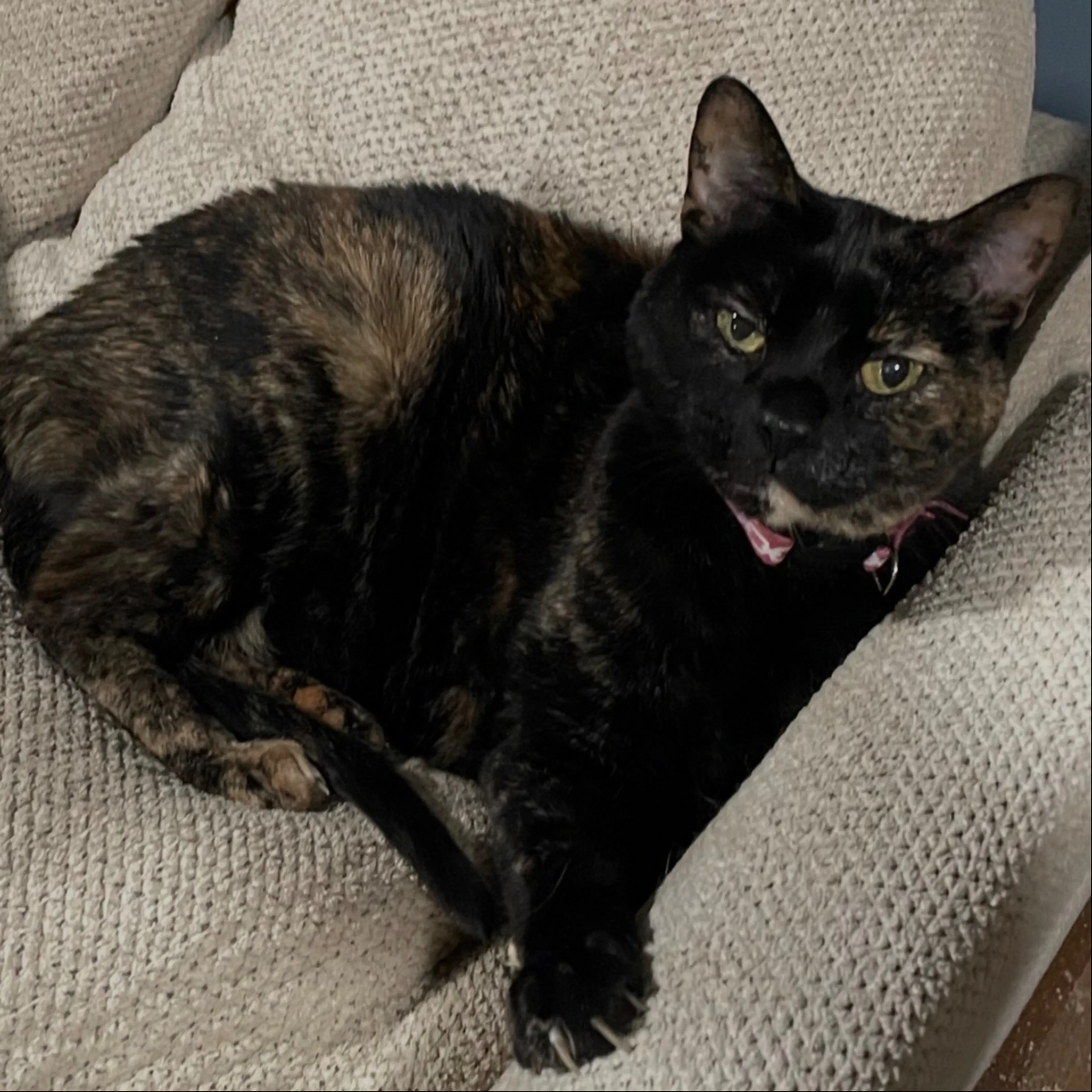 Lost pet-0
