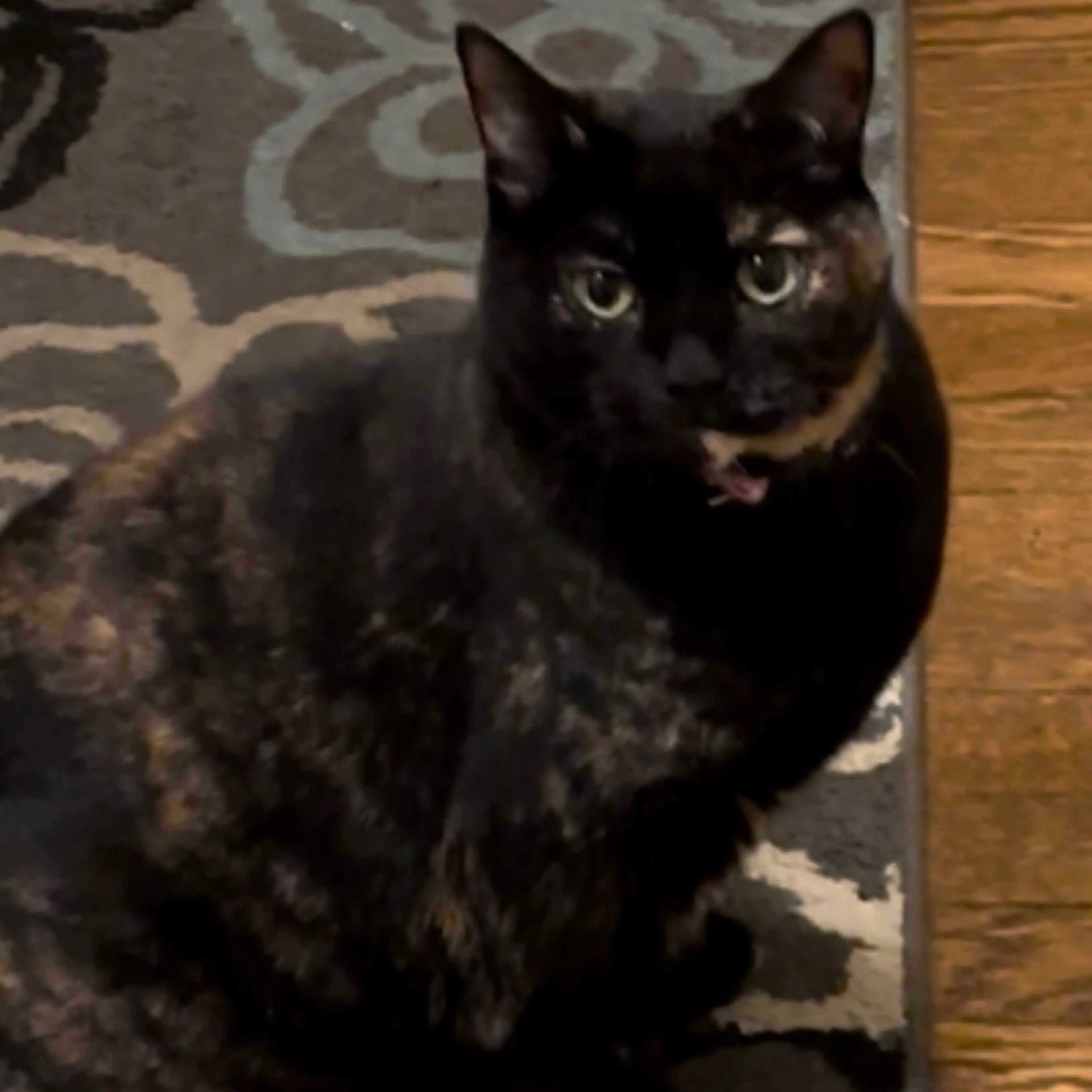 Lost pet-1