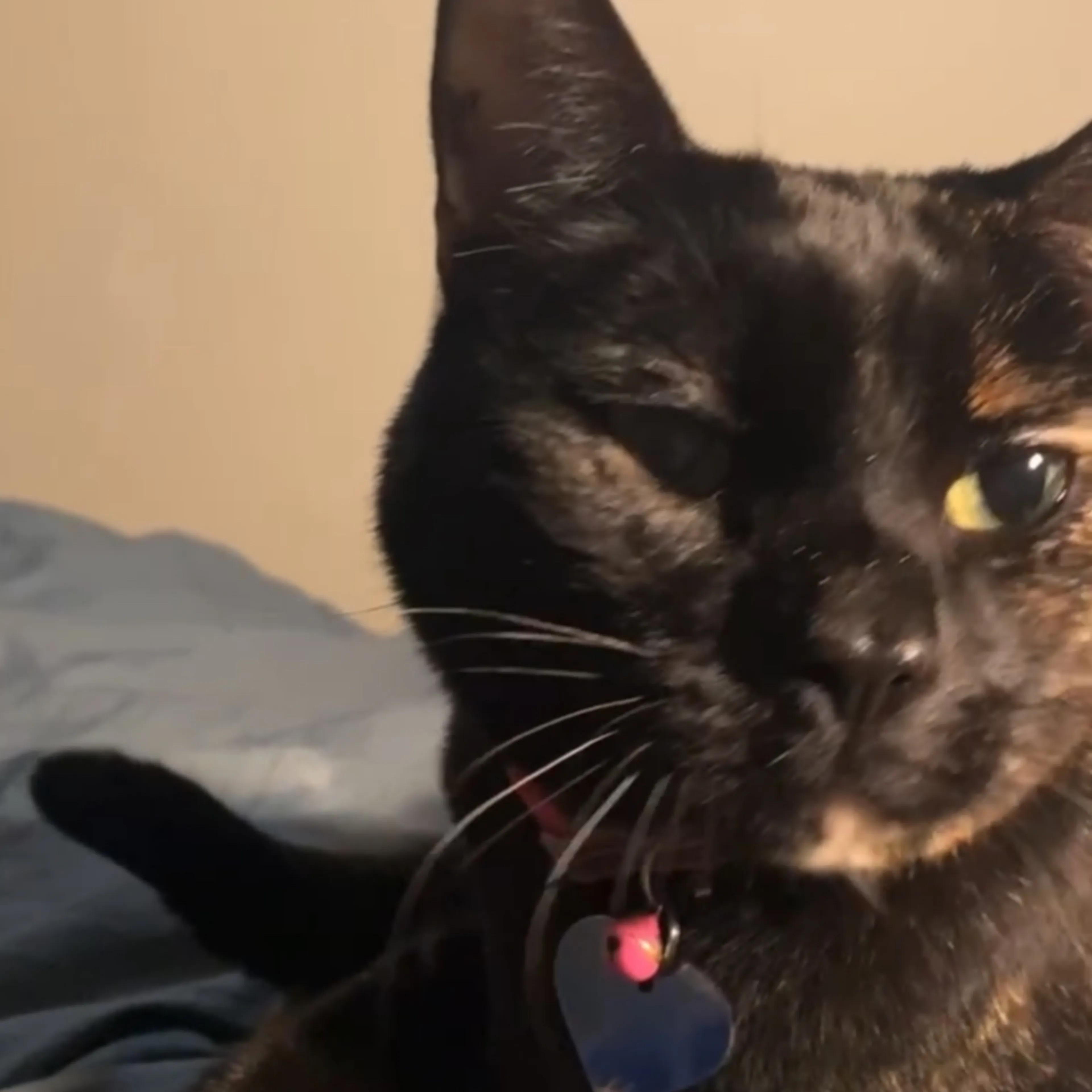 Lost pet-2
