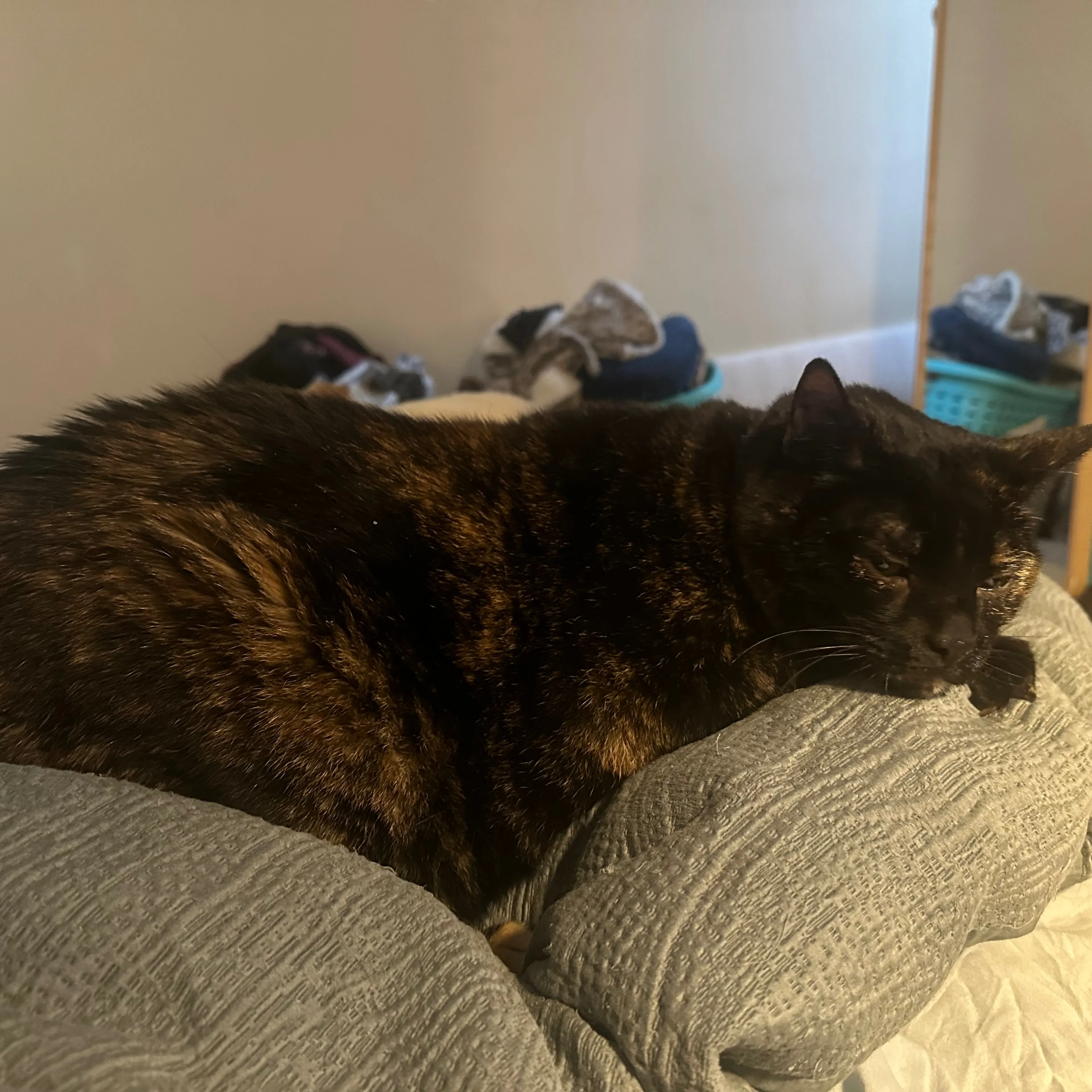Lost pet-3