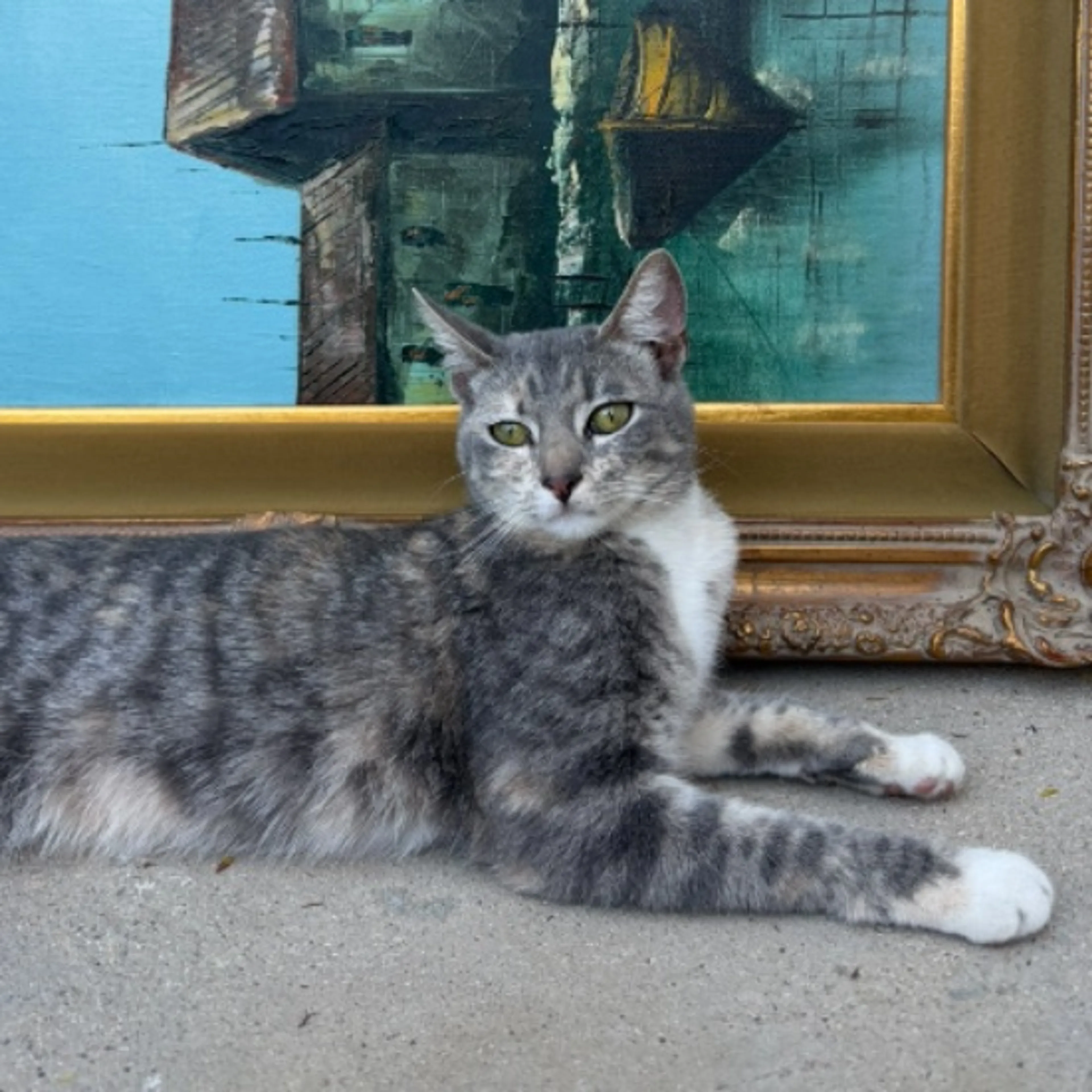 Lost pet