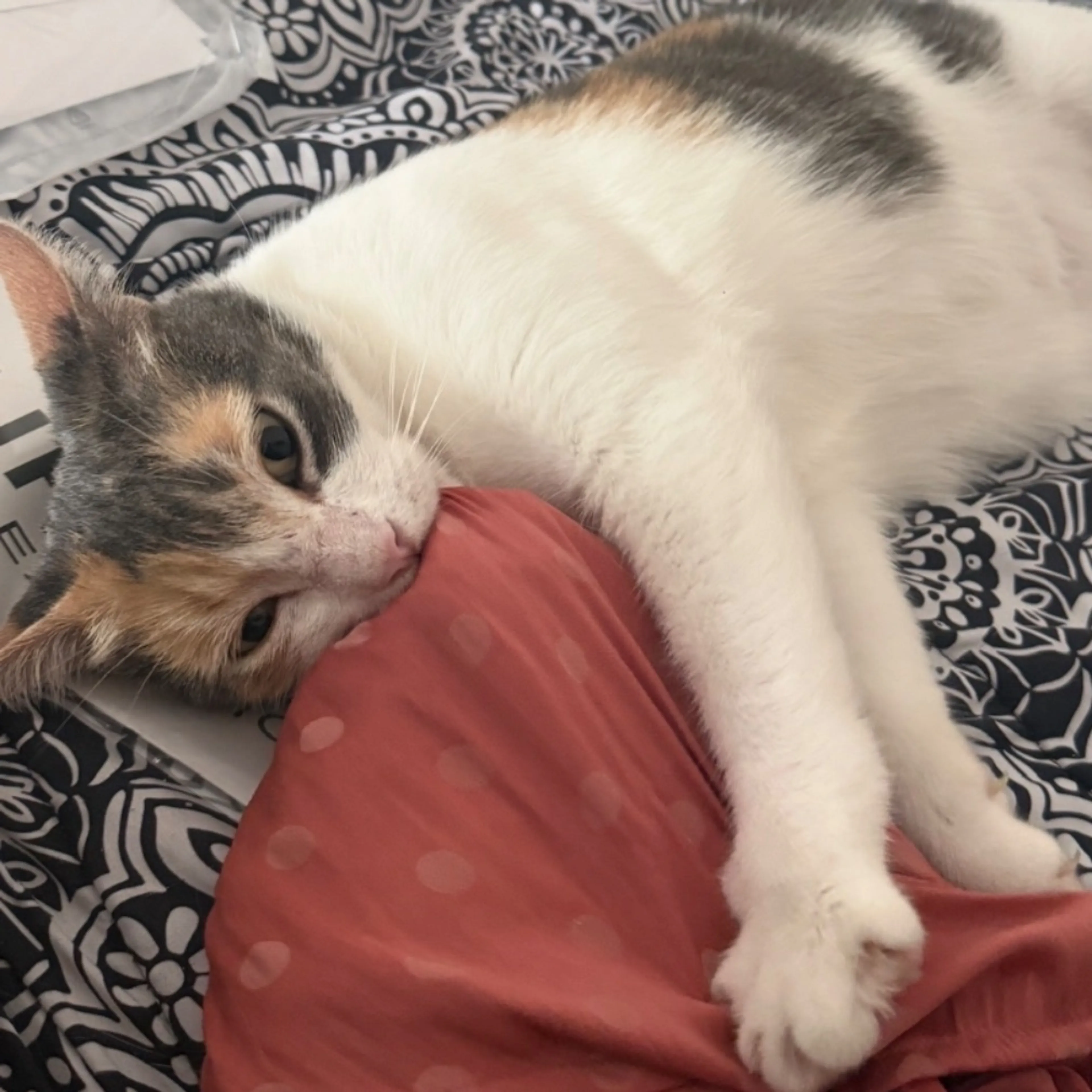 Lost pet