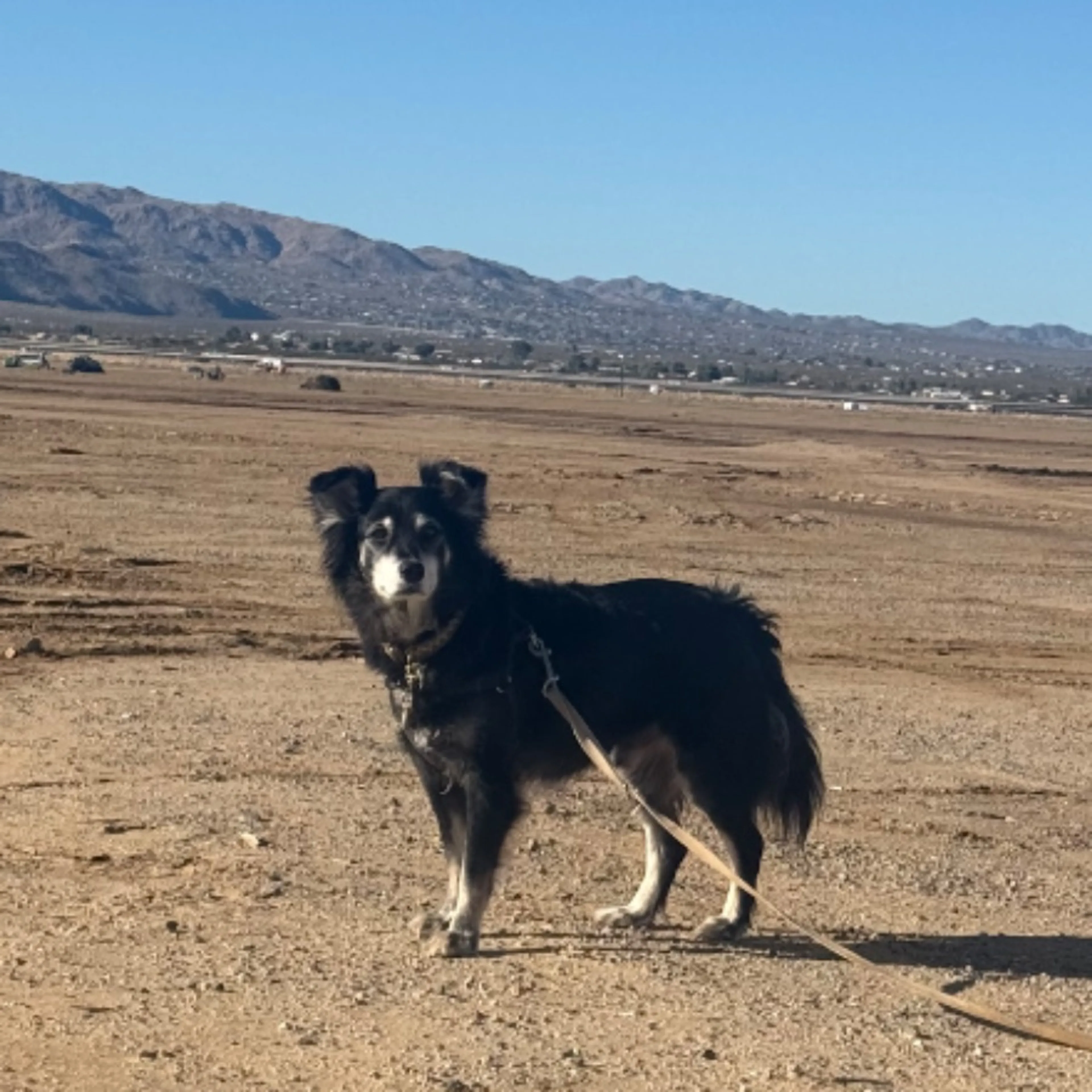 Lost pet