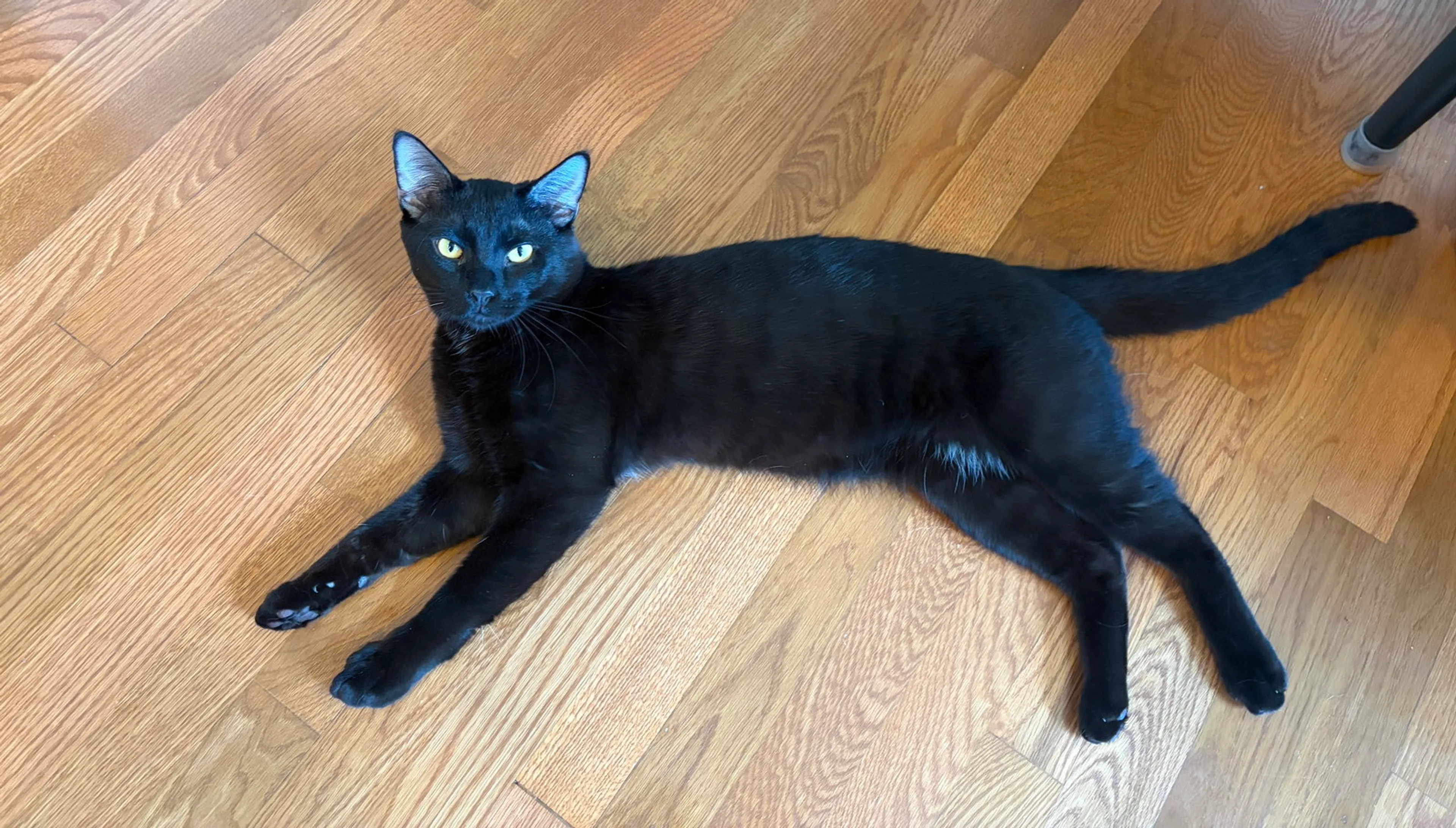 Found pet