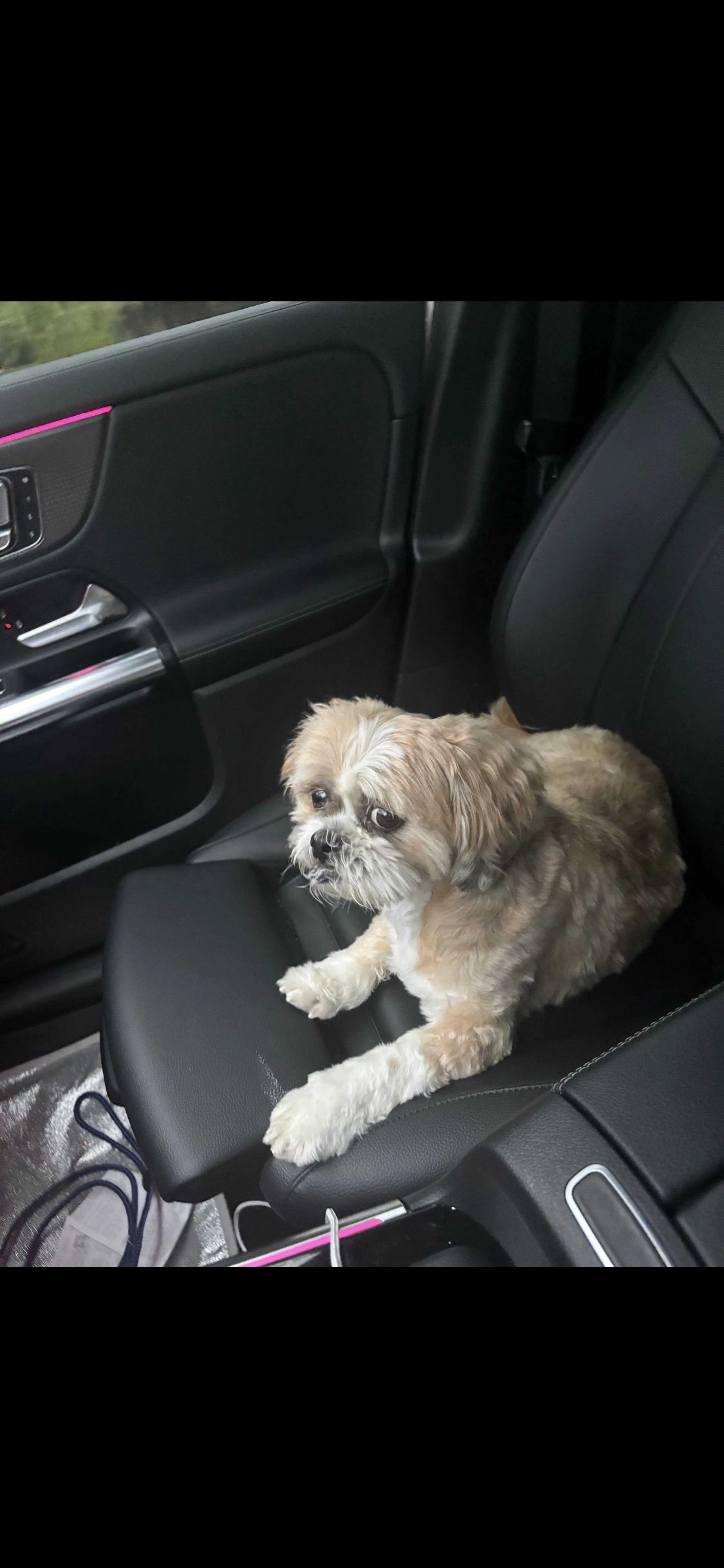Lost pet-0
