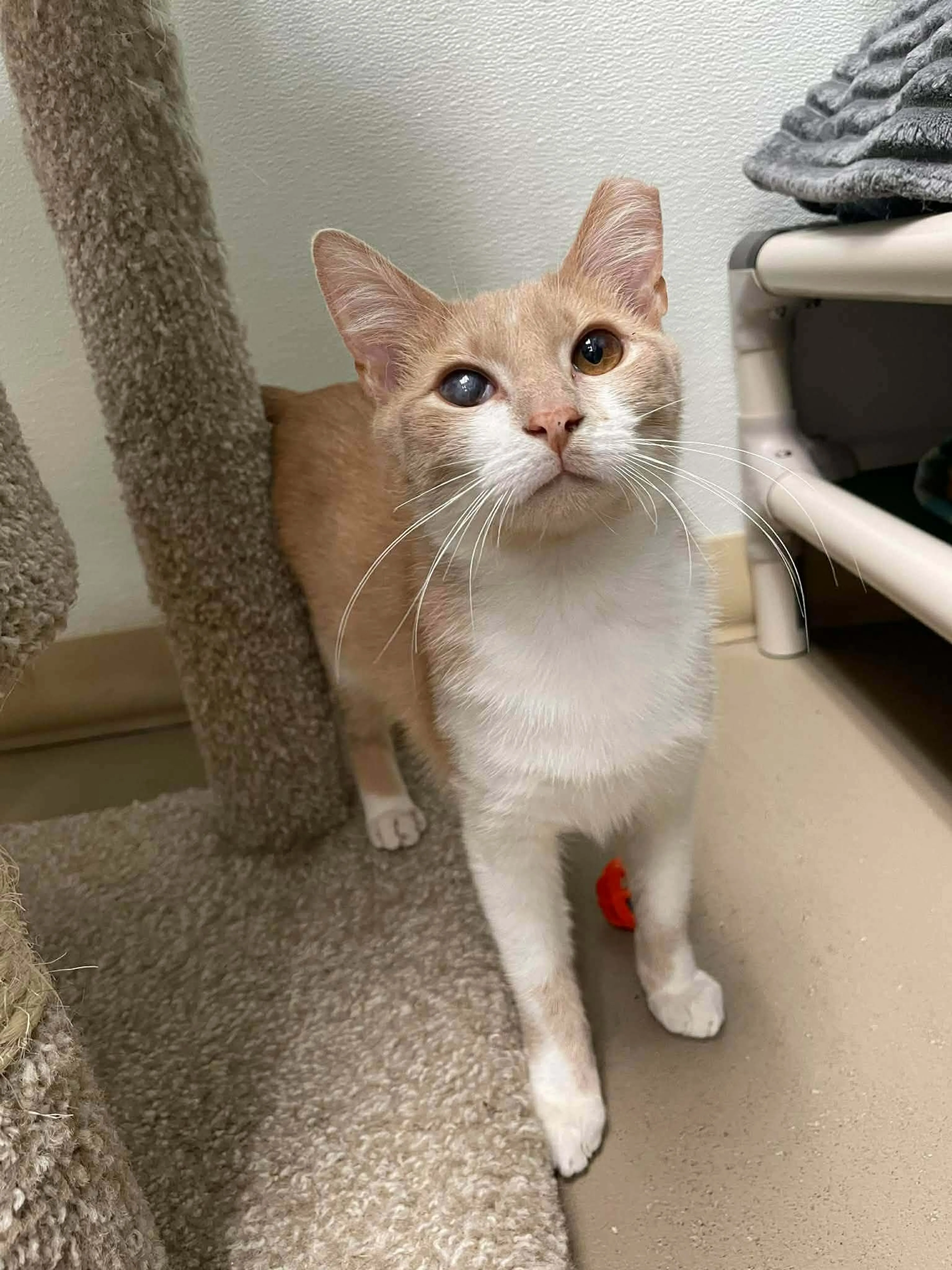 Found pet-2