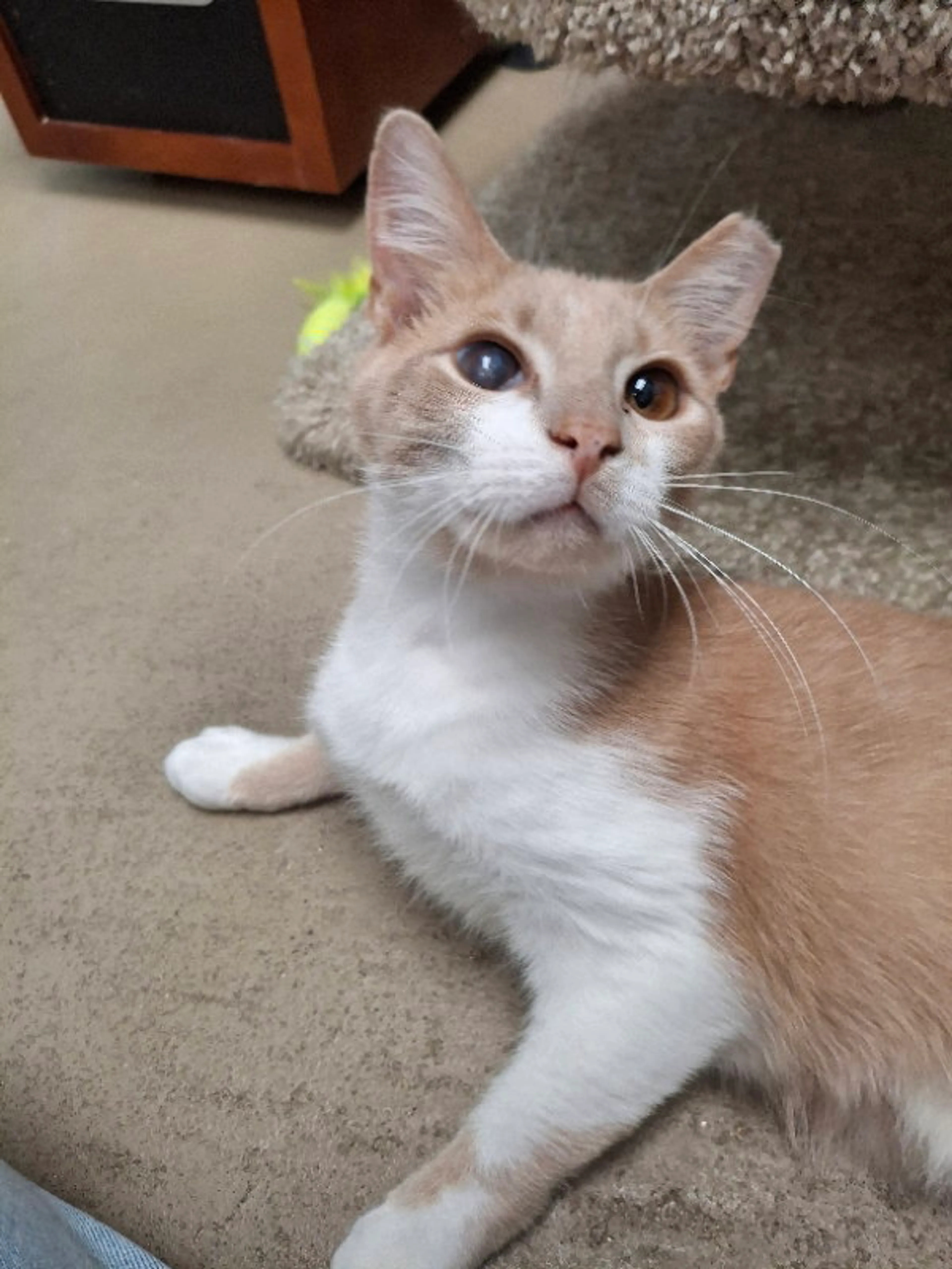 Found pet-1