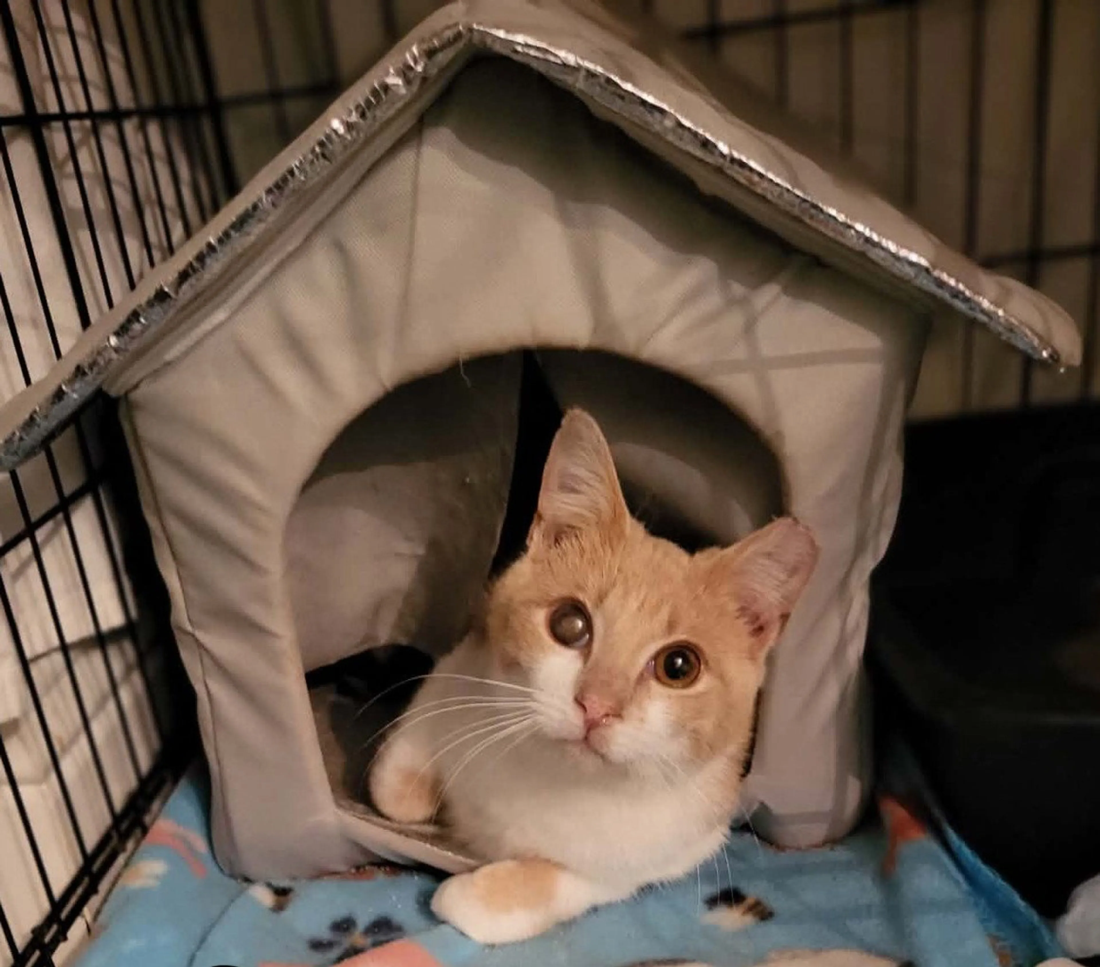 Found pet-3