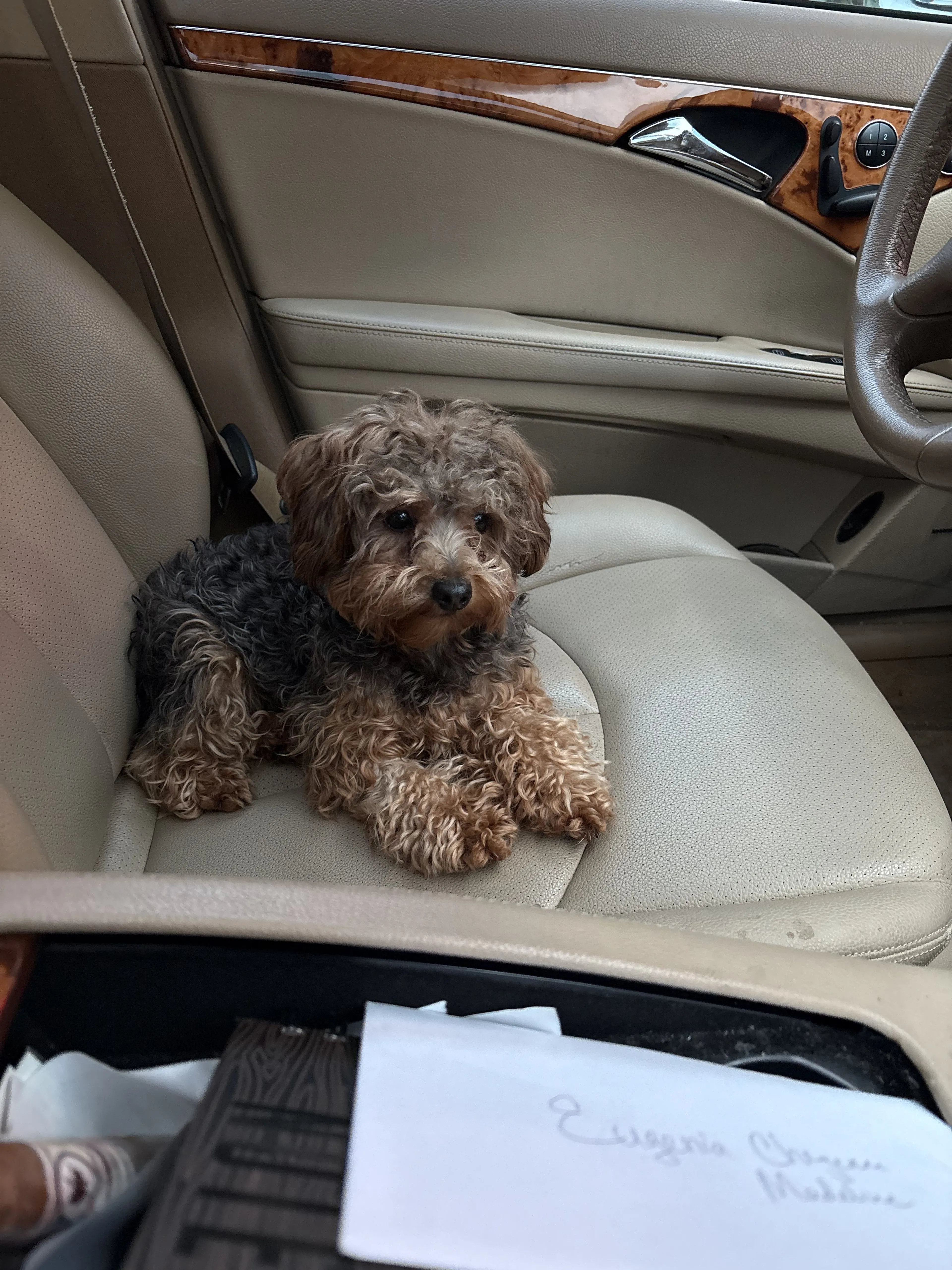 Lost pet-1