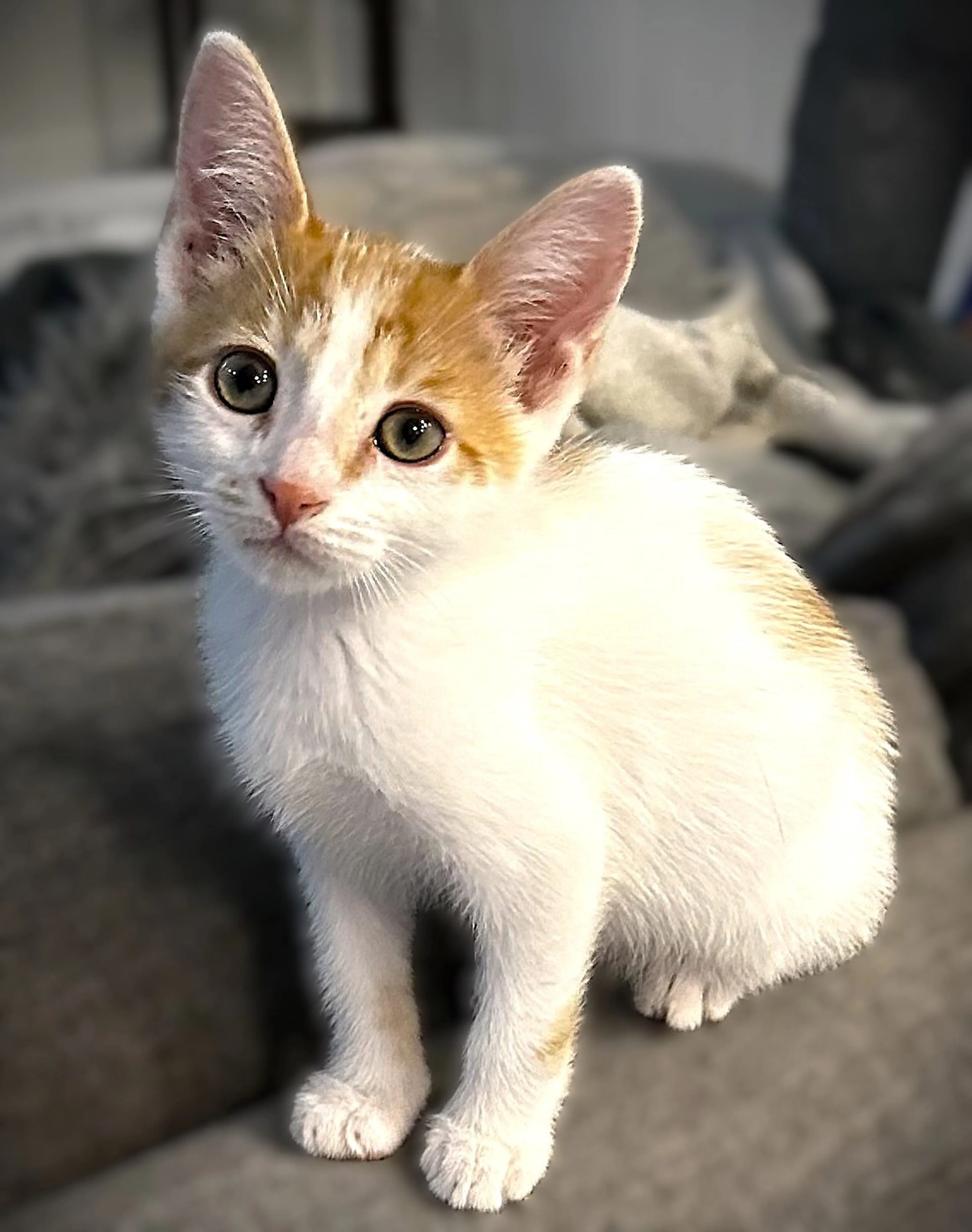 Found pet