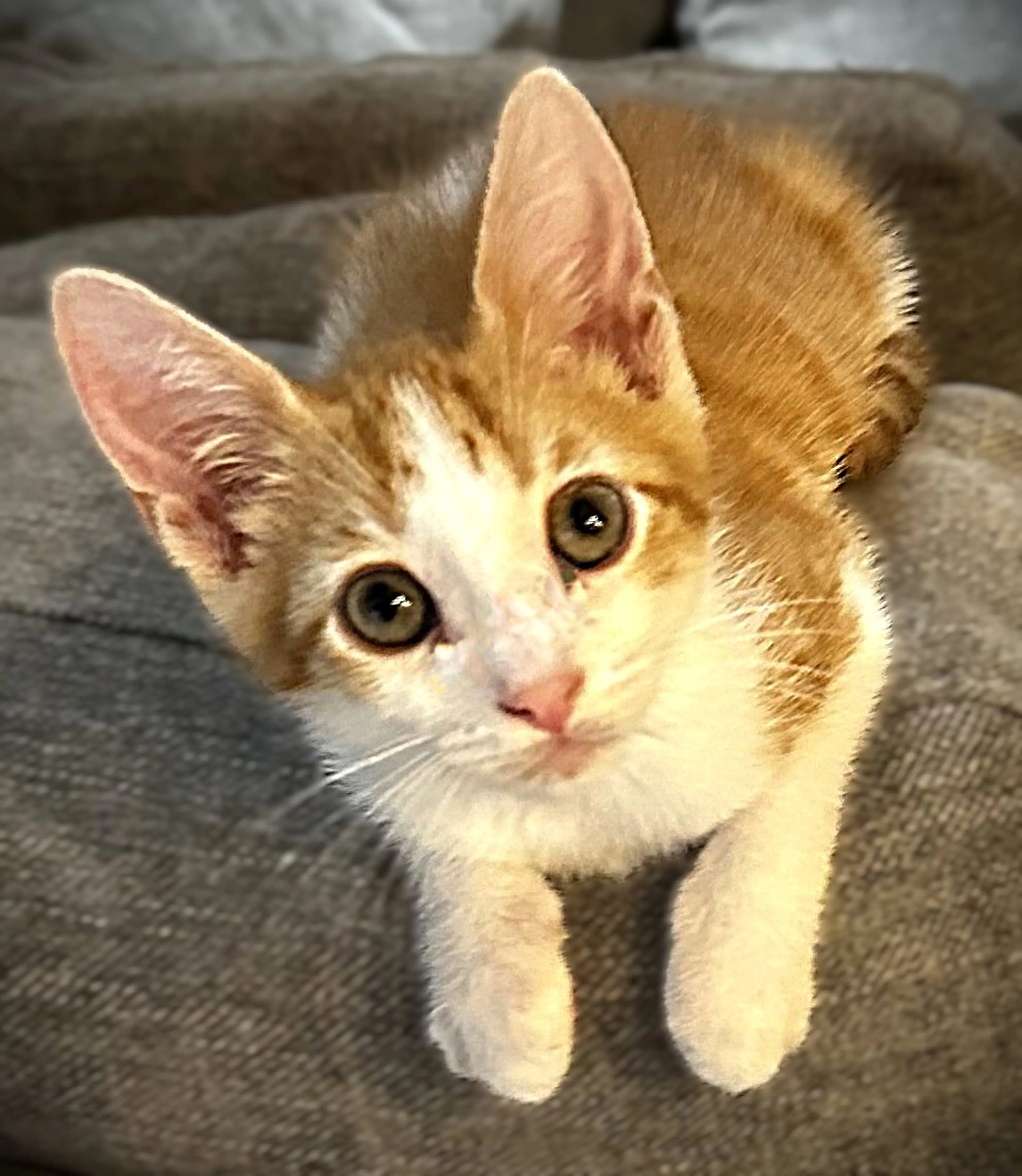 Found pet