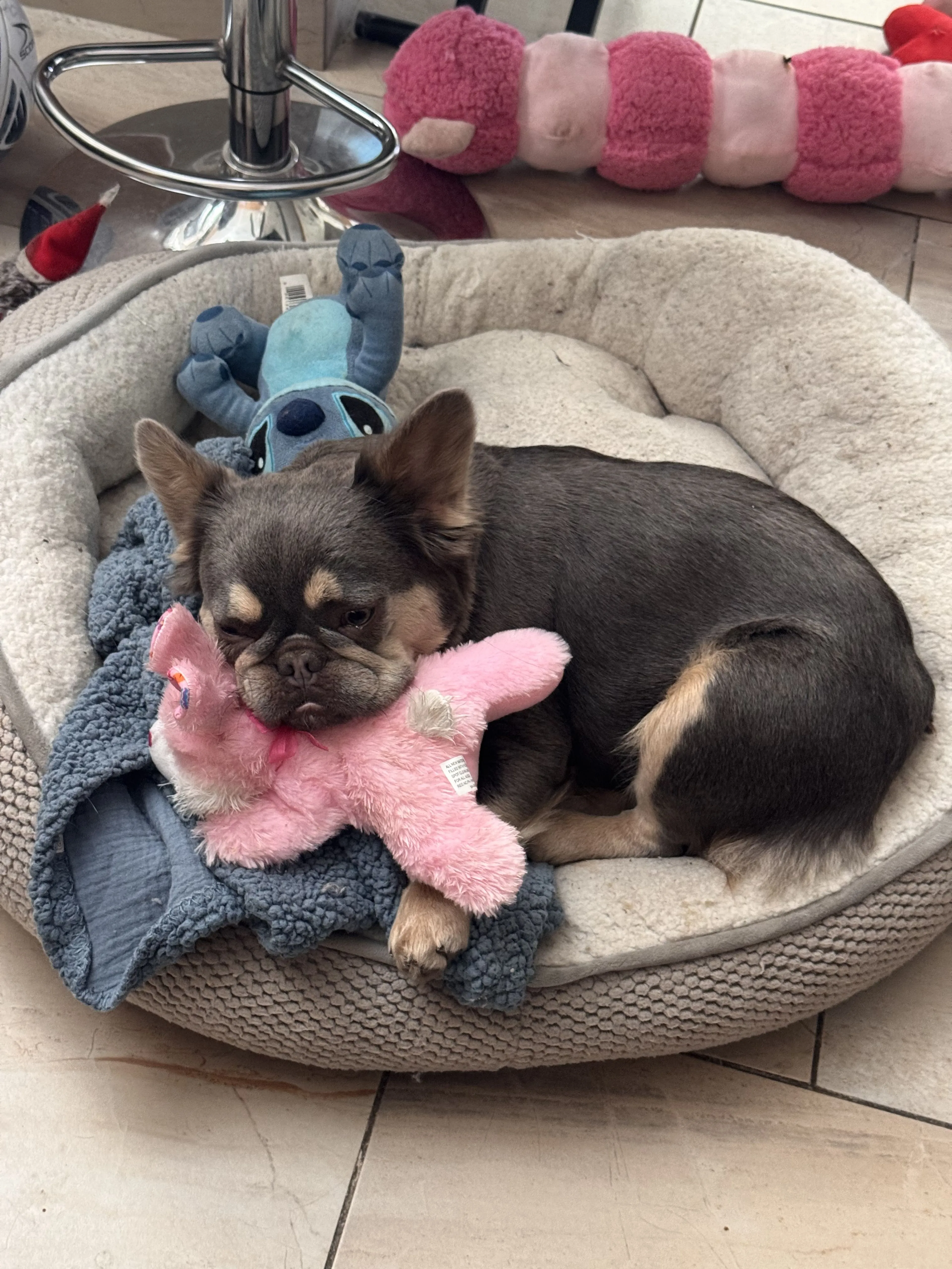 Lost pet-1