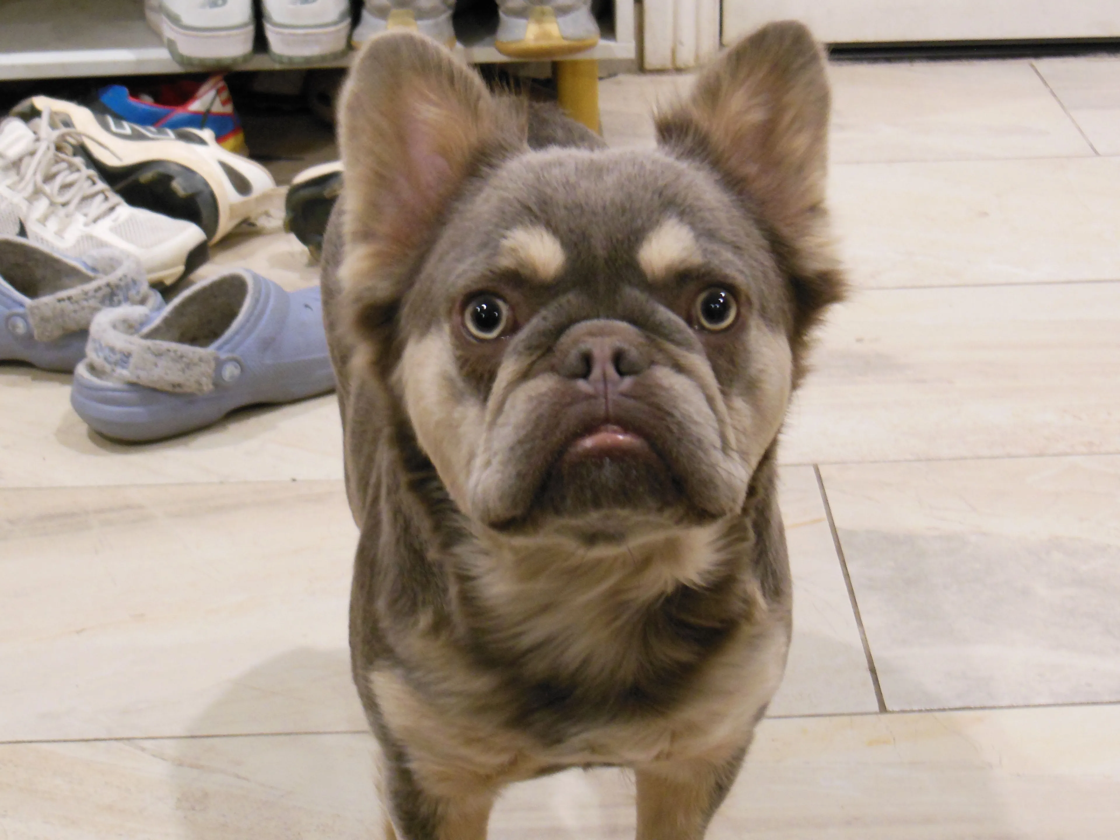Lost pet-2