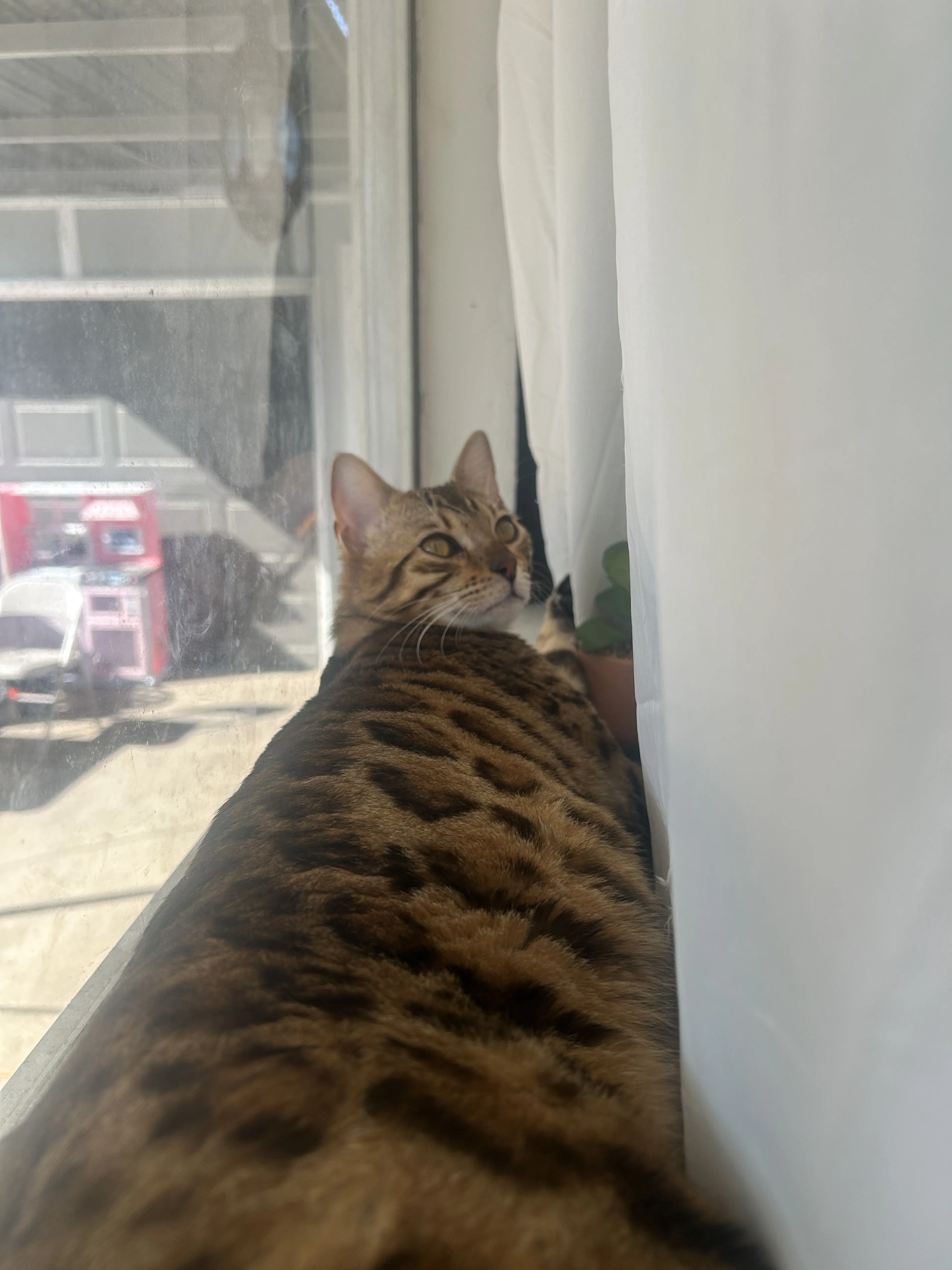 Lost pet