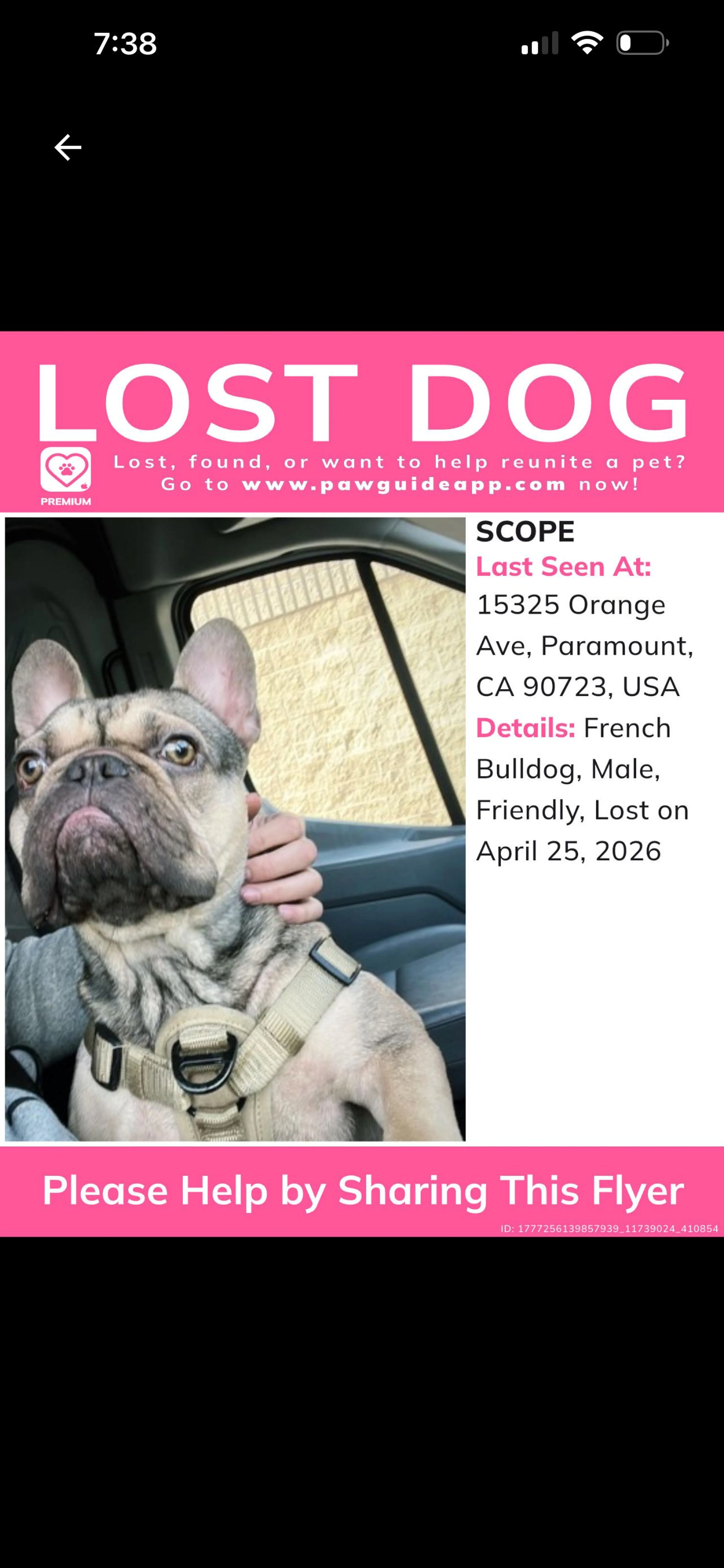 Lost pet