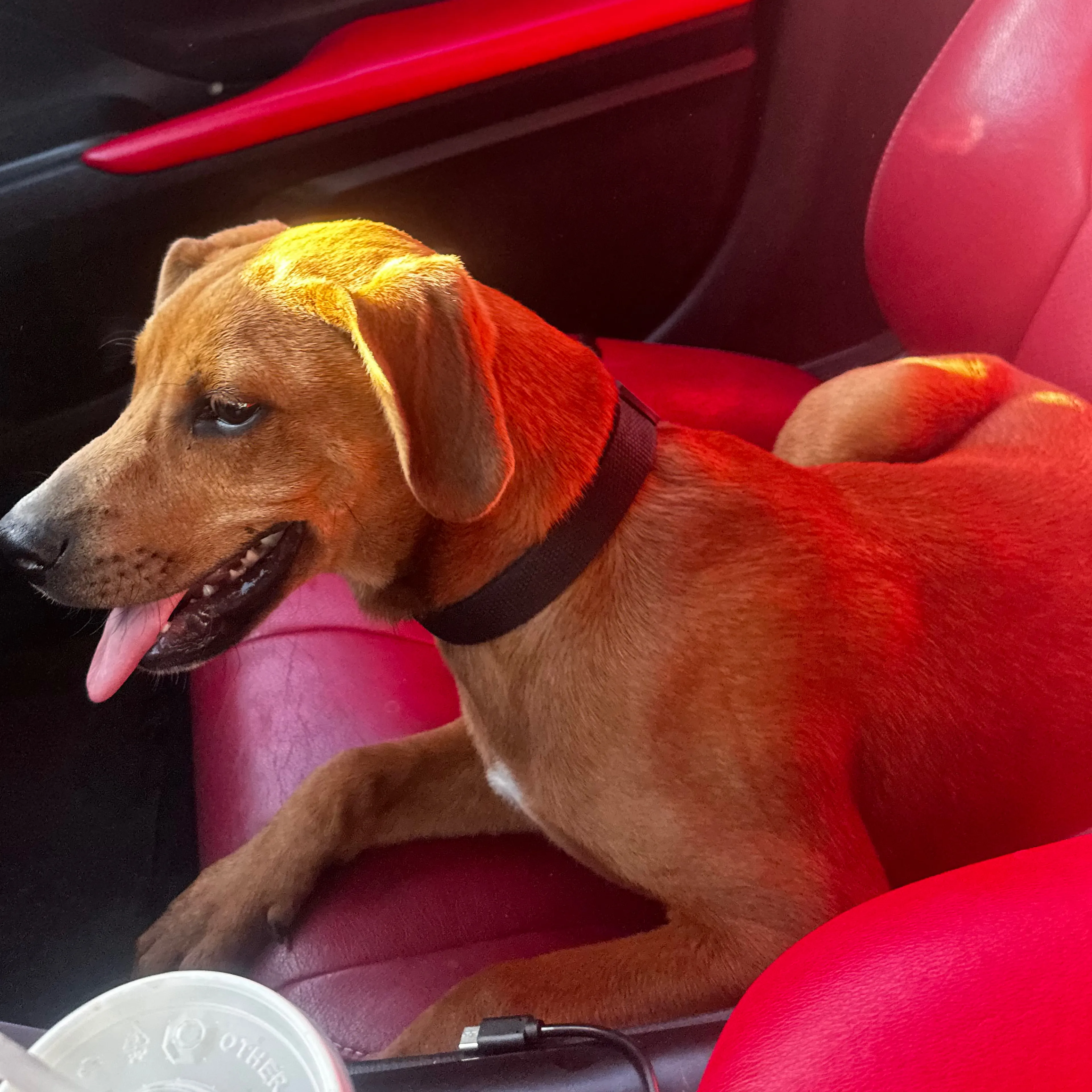 Found pet-2