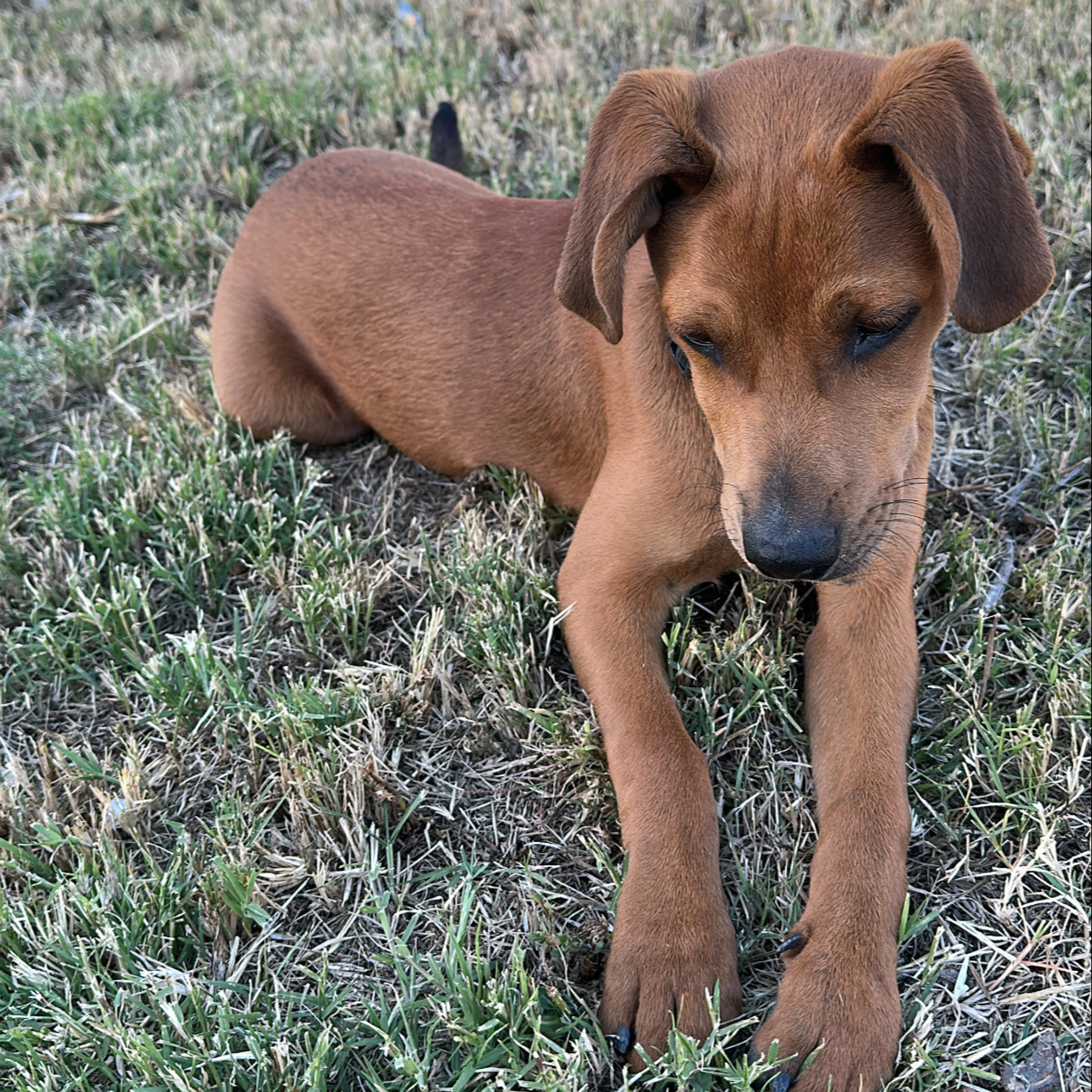 Found pet-1