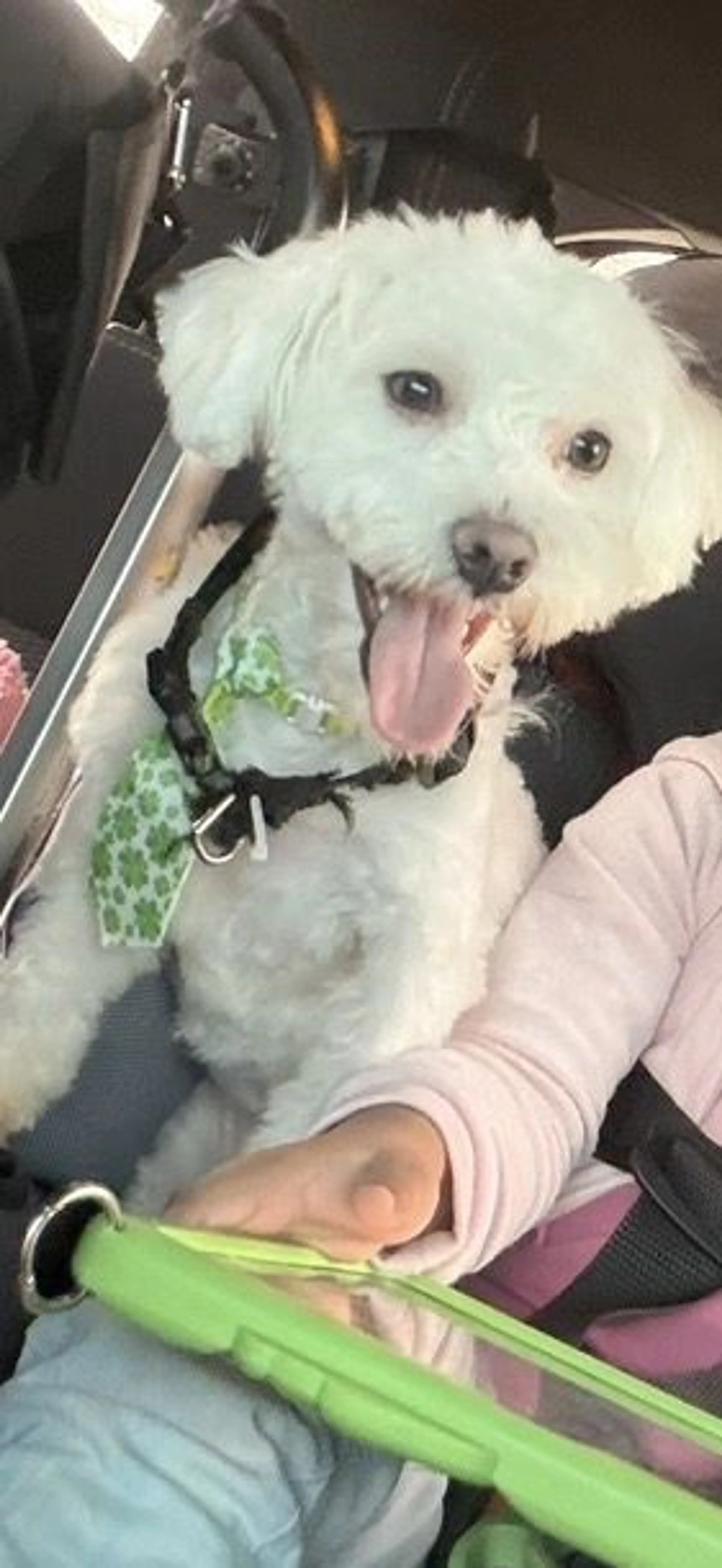 Lost pet