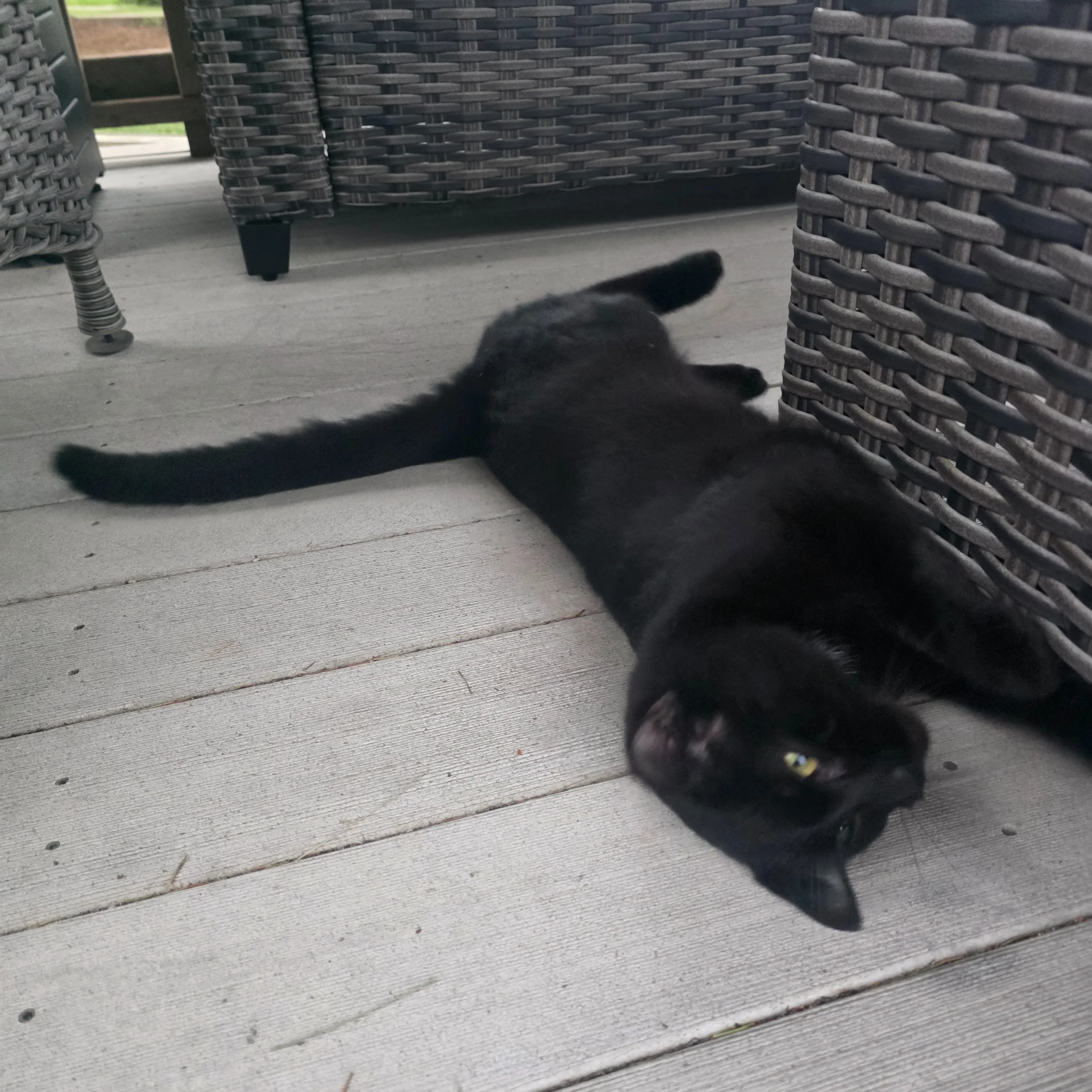Found pet-3