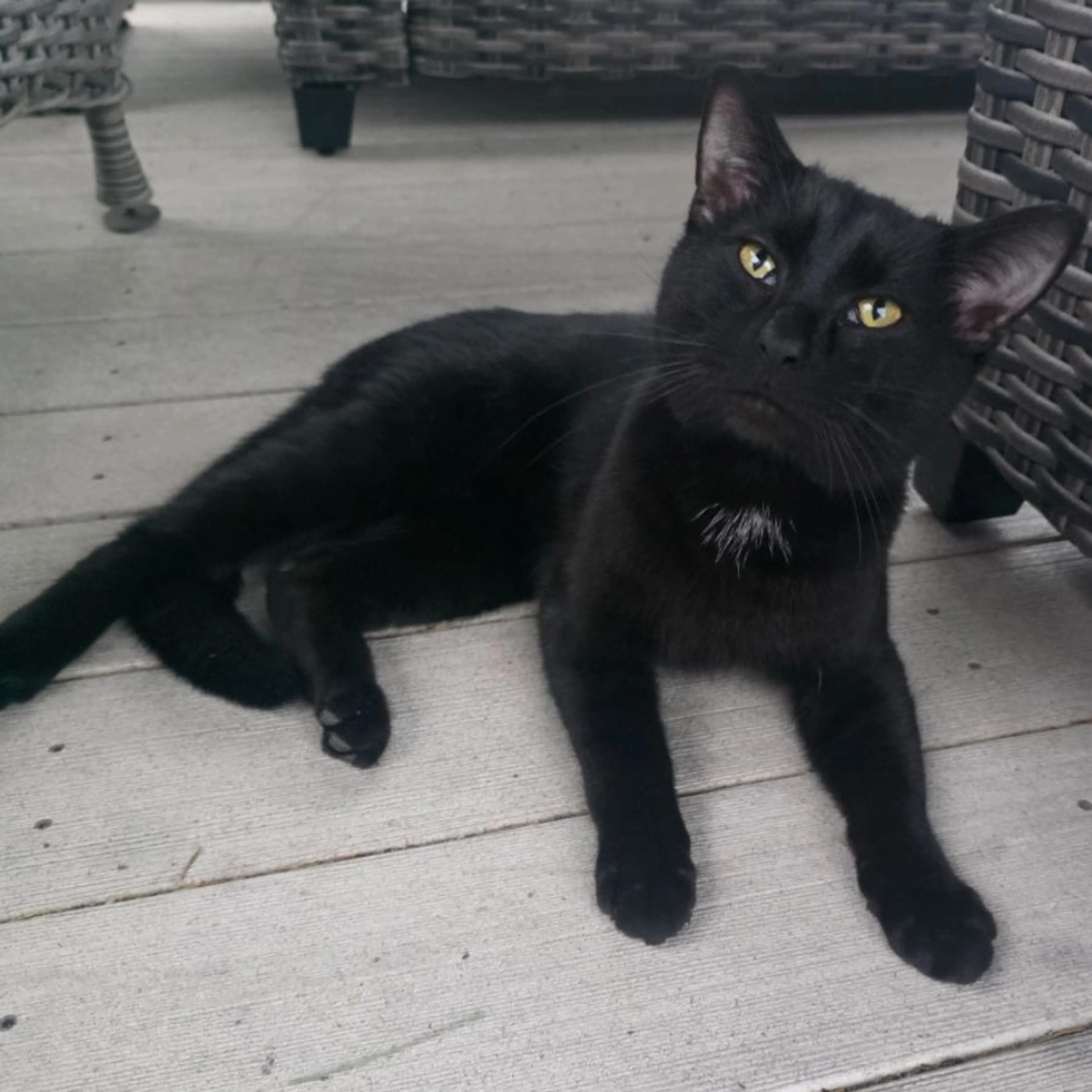 Found pet-0
